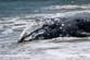 Nearly two dozen gray whales have already died of strandings this year on Northwest beaches