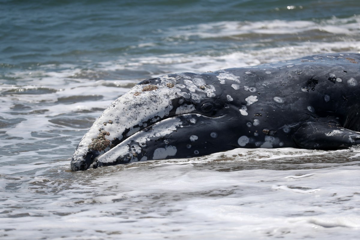 22 gray whales have already died of strandings this year on Northwest beaches