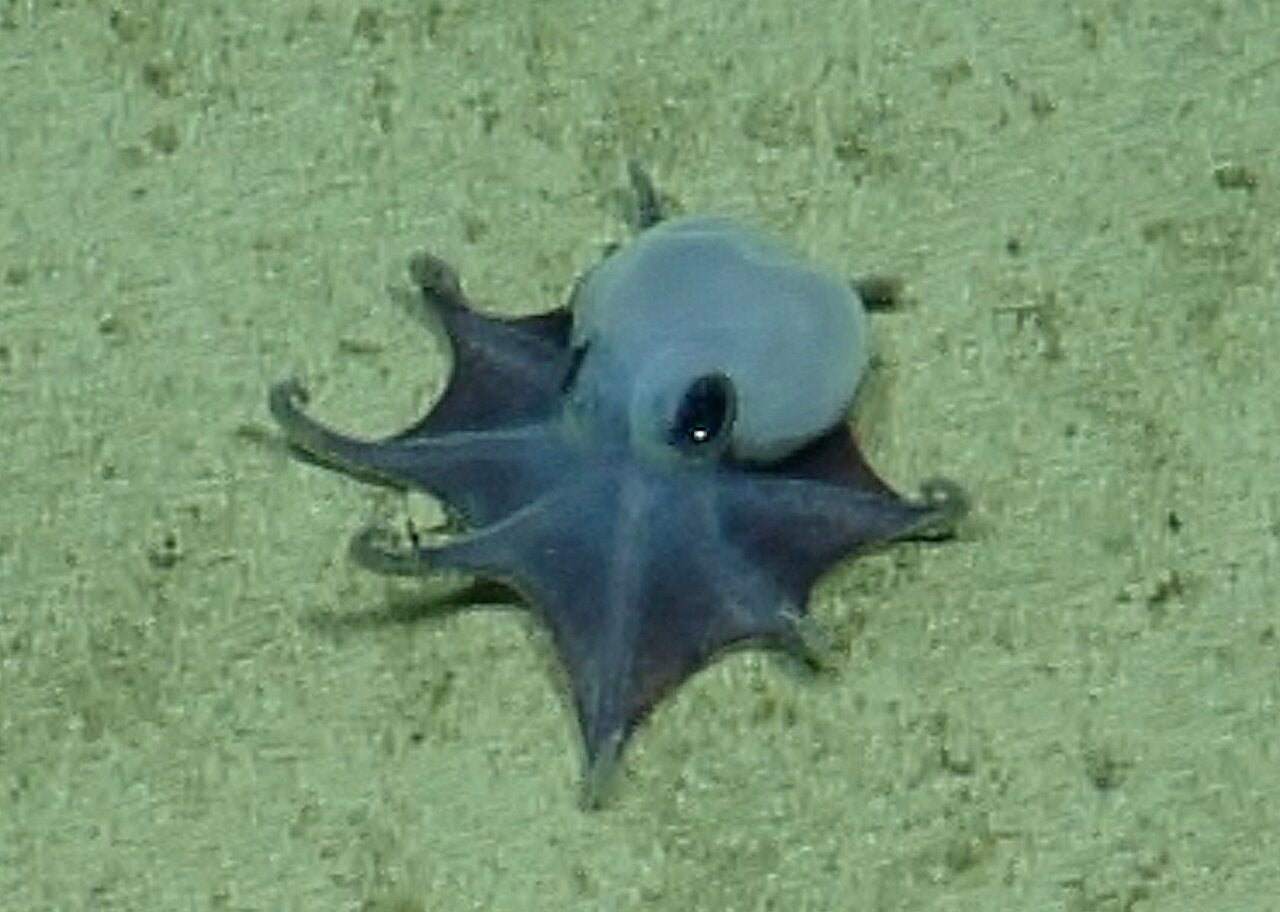 Newly discovered octopus species