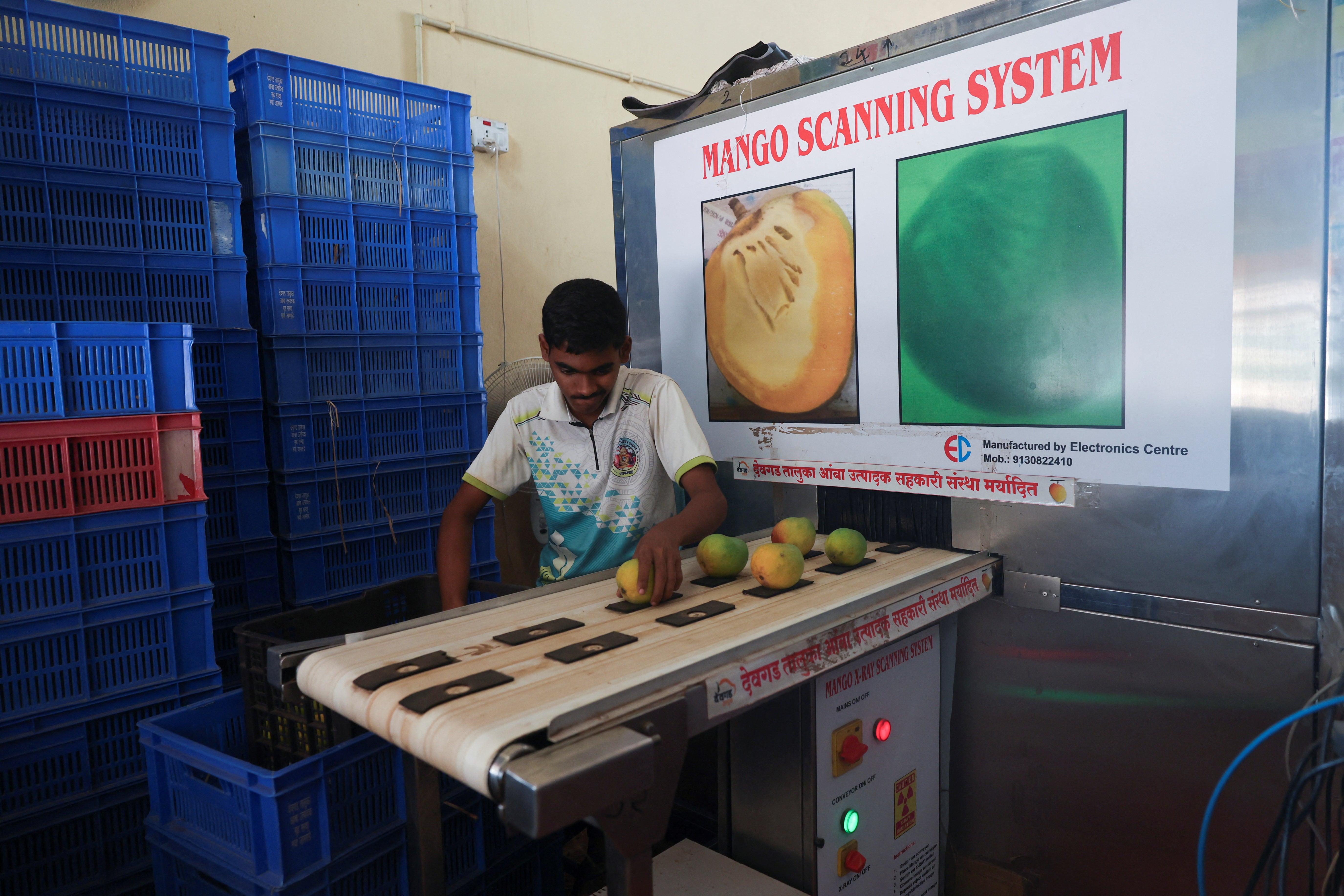 Alphonso mangoes are put on a conveyor belt before they enter a screening machine used to assess their internal quality in Devgad, India, on 13 May 2026