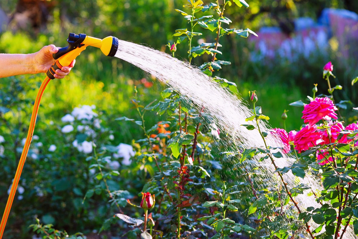 How to care for your lawn and garden during a heatwave: 11 tips to help your plants survive