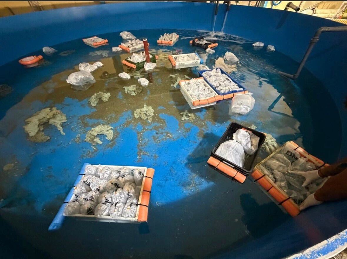 Sadly, many of the animals arrived dead after enduring 120 hours in transit from Kenya, while survivors exhibited severe signs of stress and shock, according to conservationists