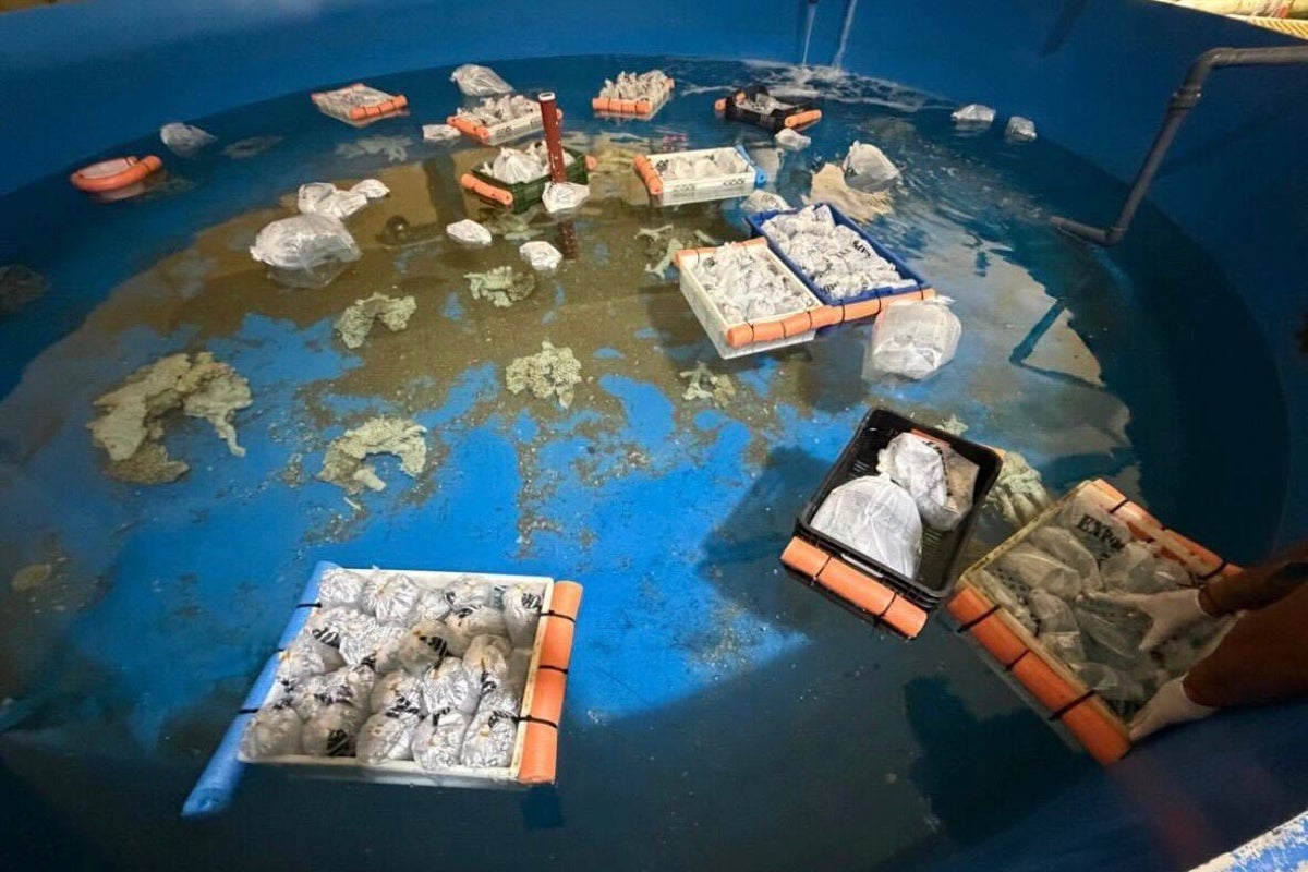 Argentina seizes 700 trafficked marine animals shipped from Kenya