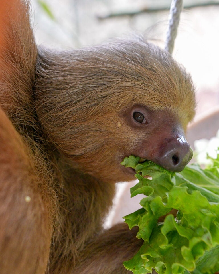 Dolce was let out of intensive care on Friday