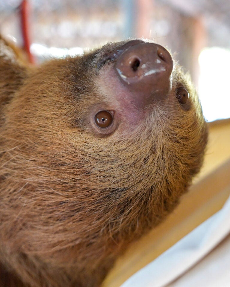 Phantom, one of nine surviving sloths being cared for by staff