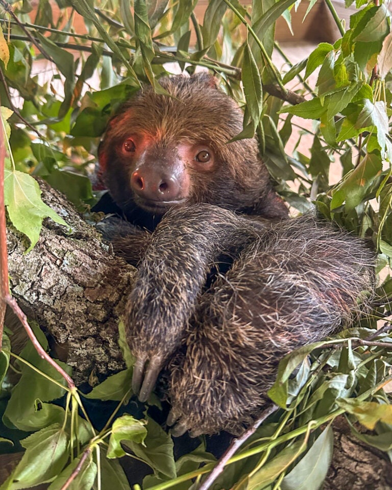 Chewie came out of intensive care at the zoo on Friday