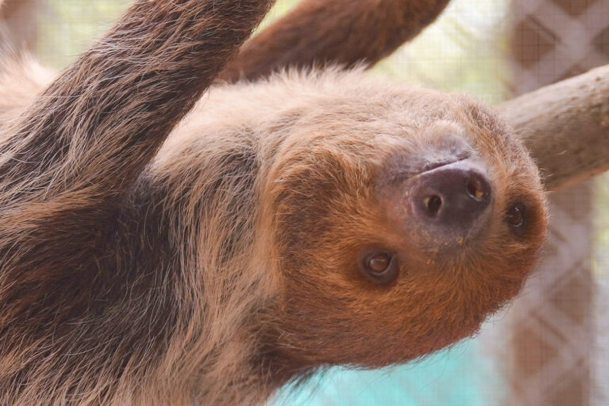 Nine sloths rescued from Florida warehouse are on the mend: ‘Their personalities are beginning to shine through’ – UK Times Nine sloths rescued from Florida warehouse are on the mend: ‘Their personalities are beginning to shine through’ – UK Times