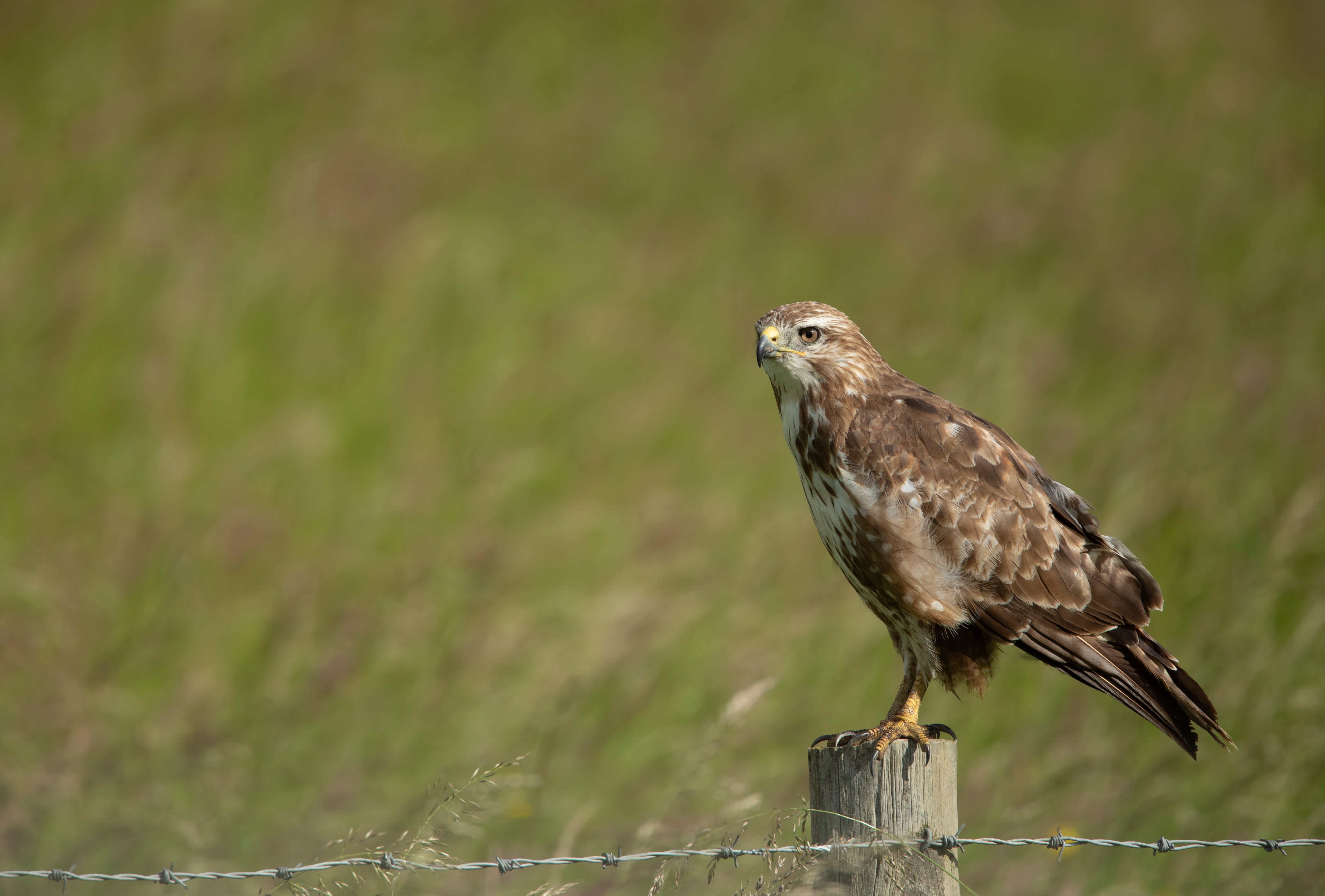 Buzzards are the most frequently targeted raptors