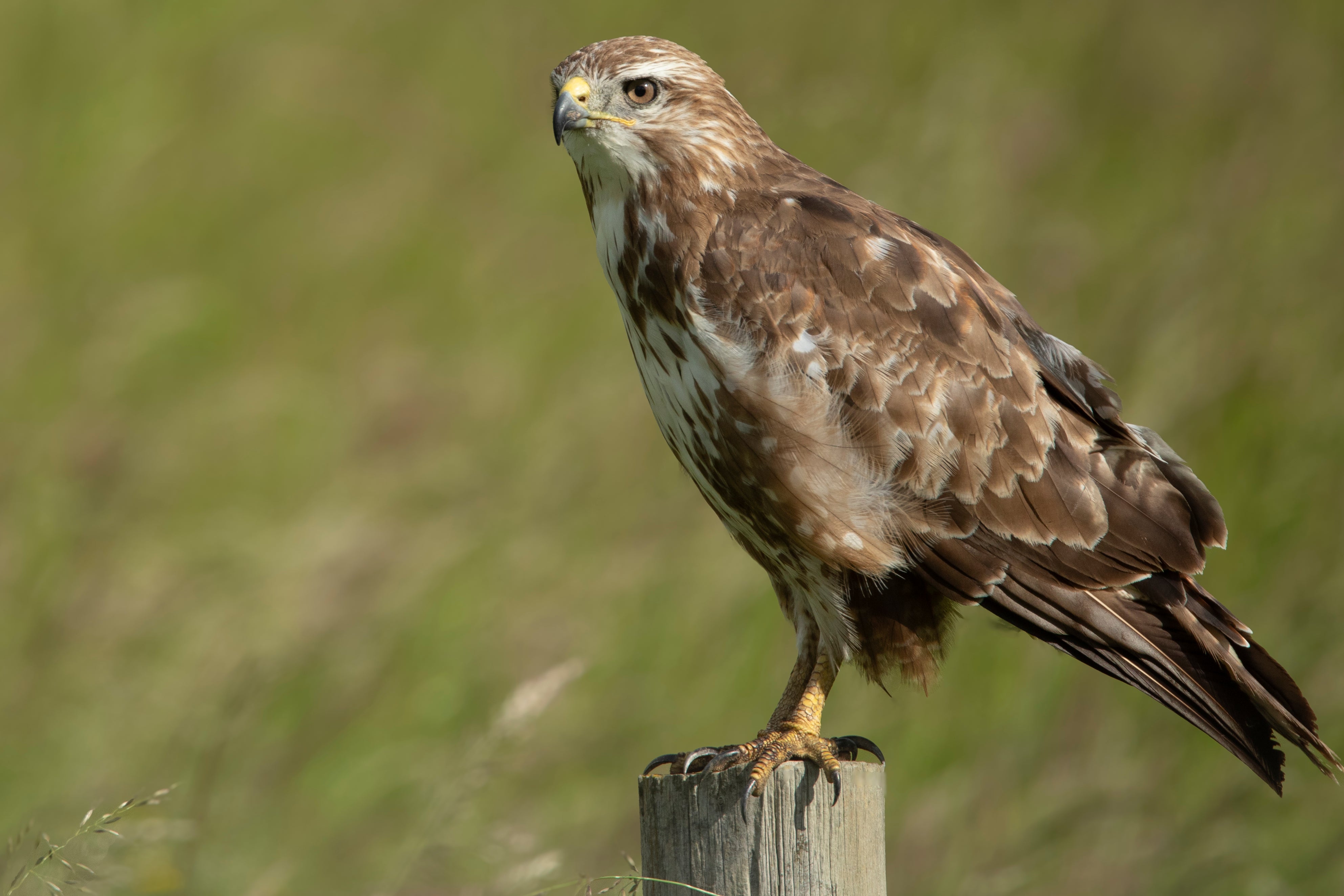 Buzzards are the most frequently targeted raptors (RSPB)