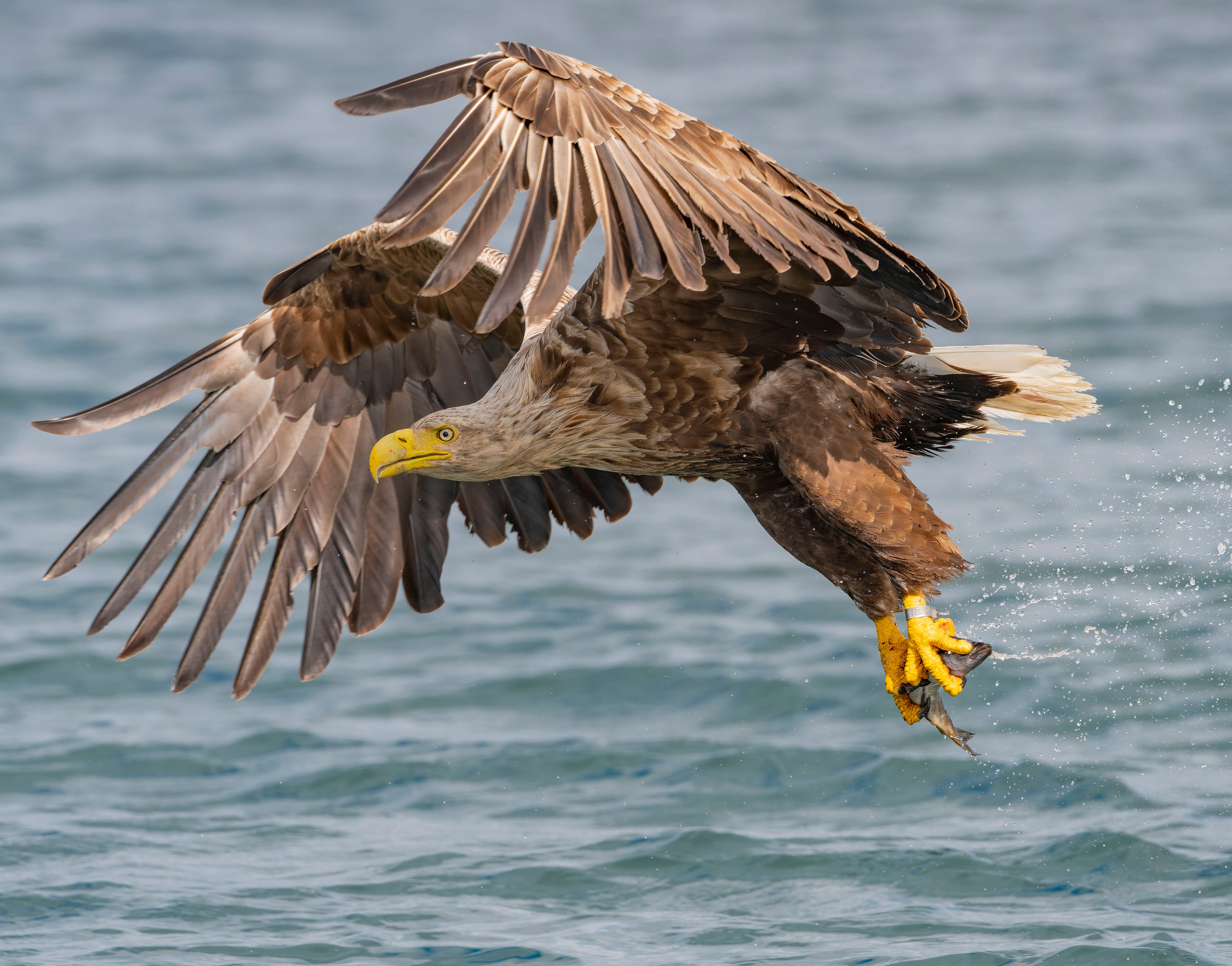 Eagles are among species shot, poisoned or trapped