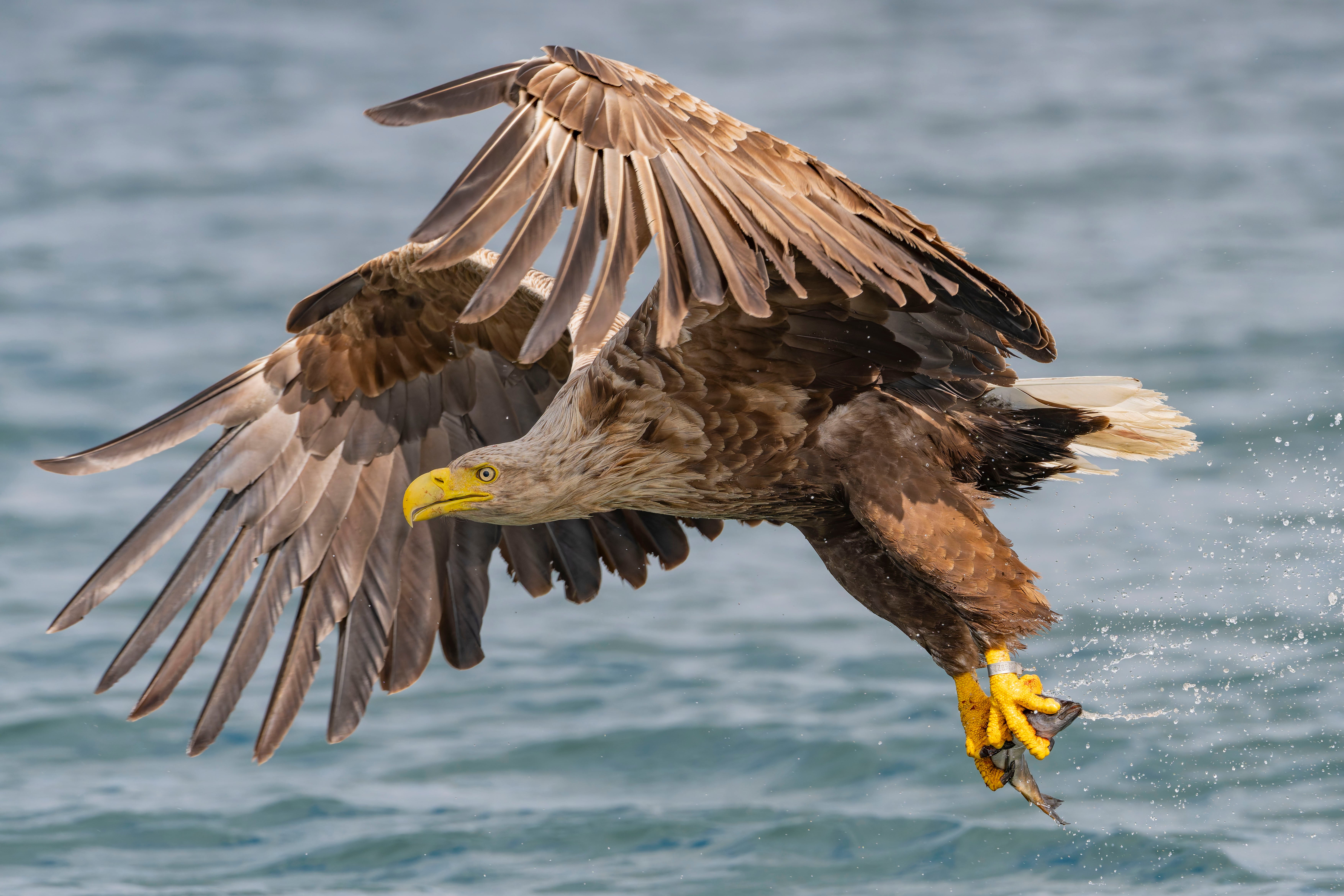 Eagles are among species shot, poisoned or trapped (RSPB)