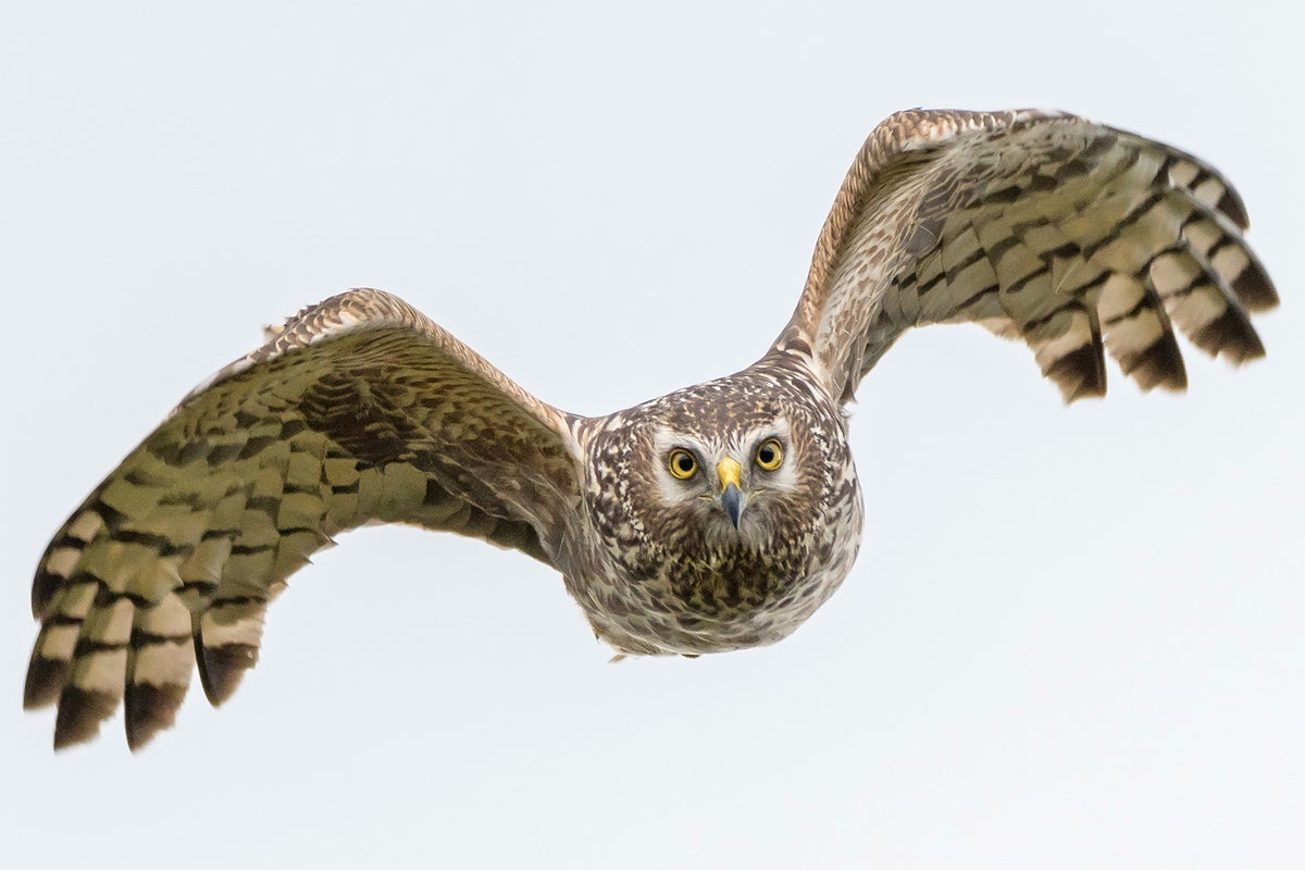 Rare birds of prey being shot, trapped and poisoned in crimes ‘linked’ to gamebird estate shoots – UK Times Rare birds of prey being shot, trapped and poisoned in crimes ‘linked’ to gamebird estate shoots – UK Times
