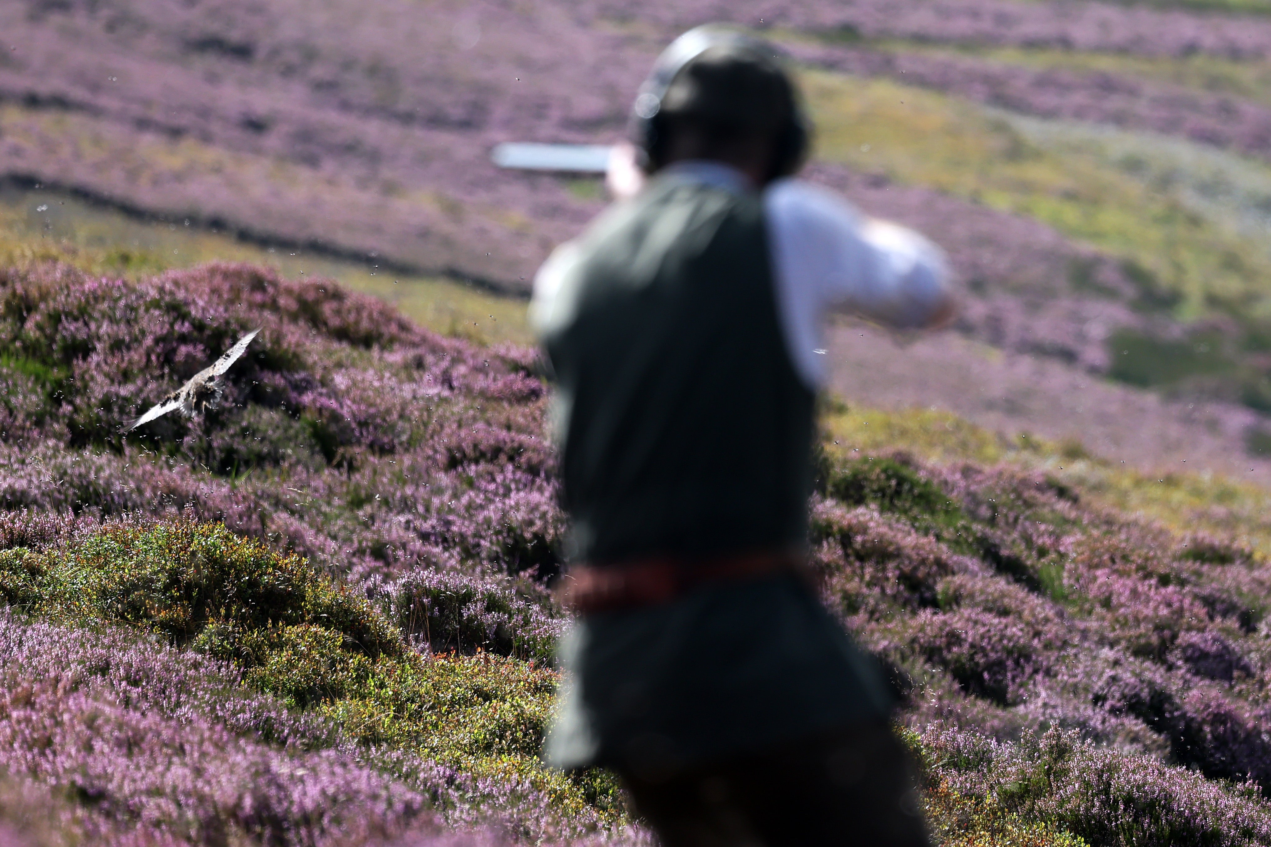 Scotland has licensed grouse-shooting