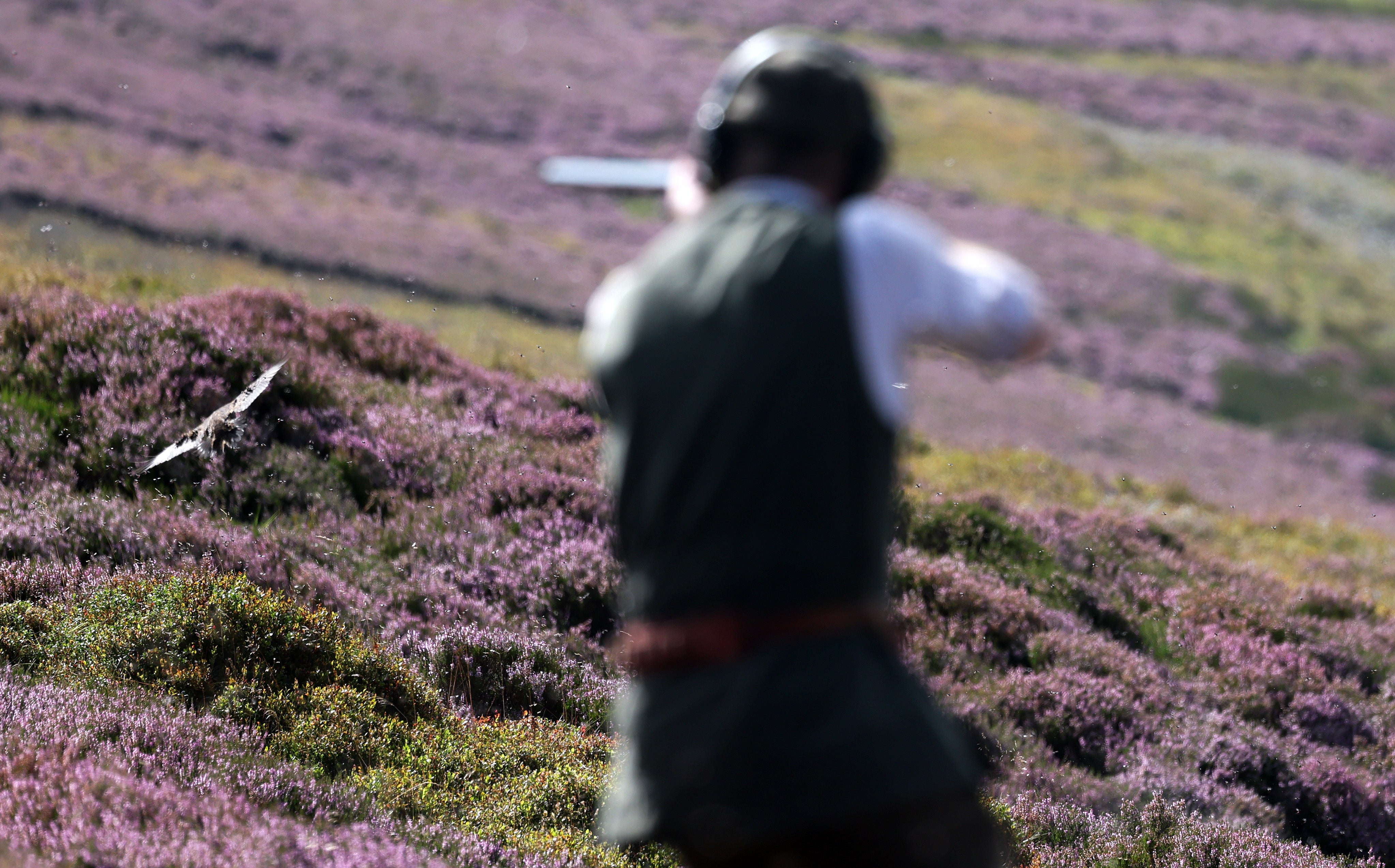 Scotland has licensed grouse-shooting (Getty)