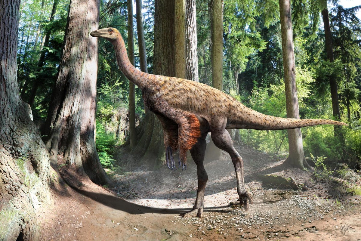 Tail belonging to strange ostrich-like dinosaur discovered off coast of Canada