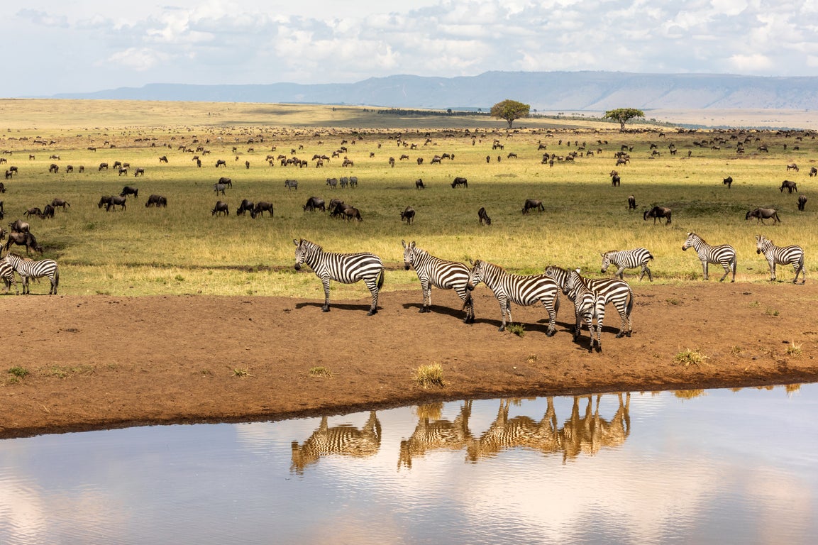 Look out for the Big Five in the Maasai Mara (Getty Images/iStockphoto)