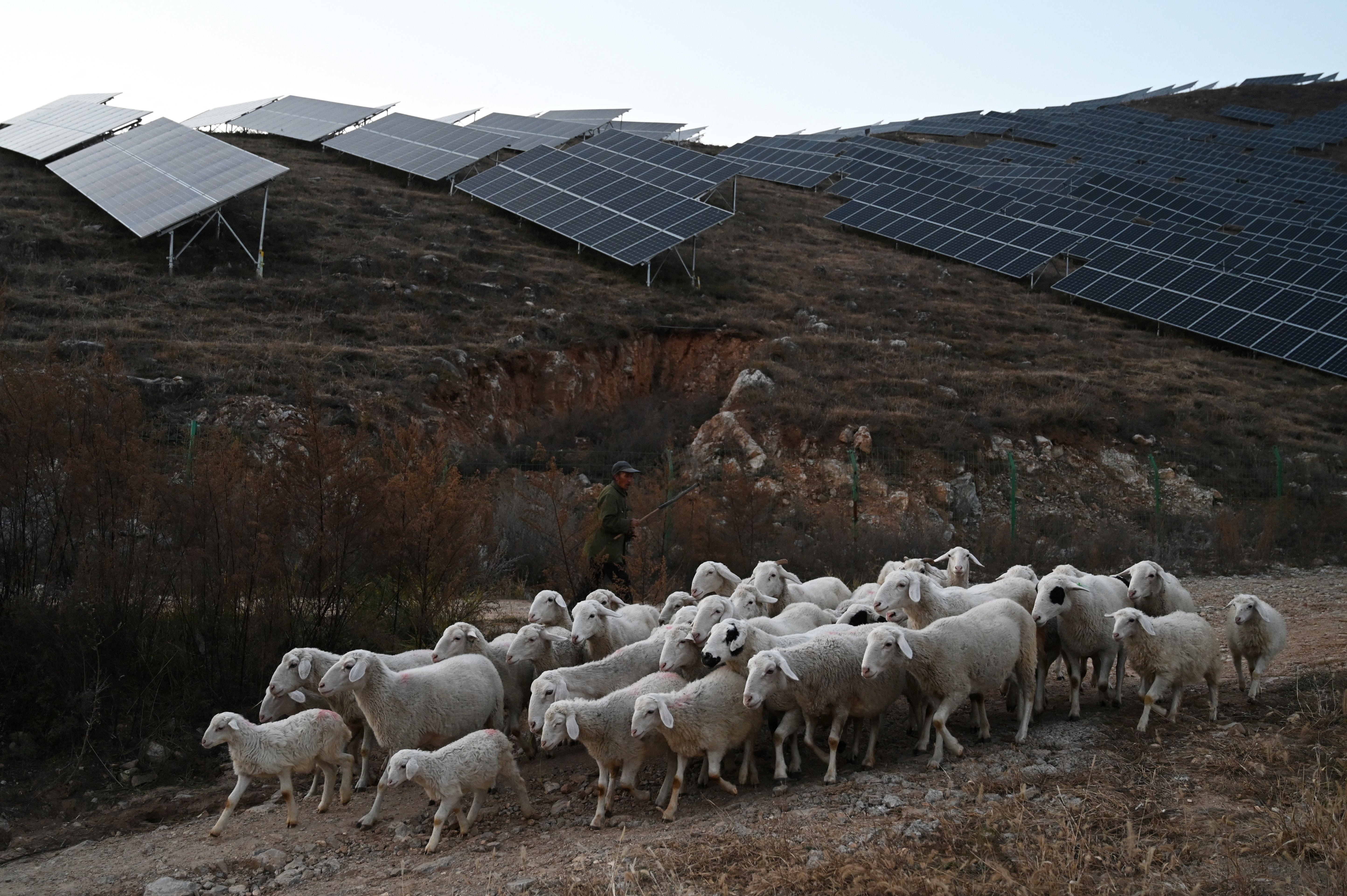 Sheep wander near solar panels on a hillside at Huangjiao village in Baoding in China's northern Hebei province