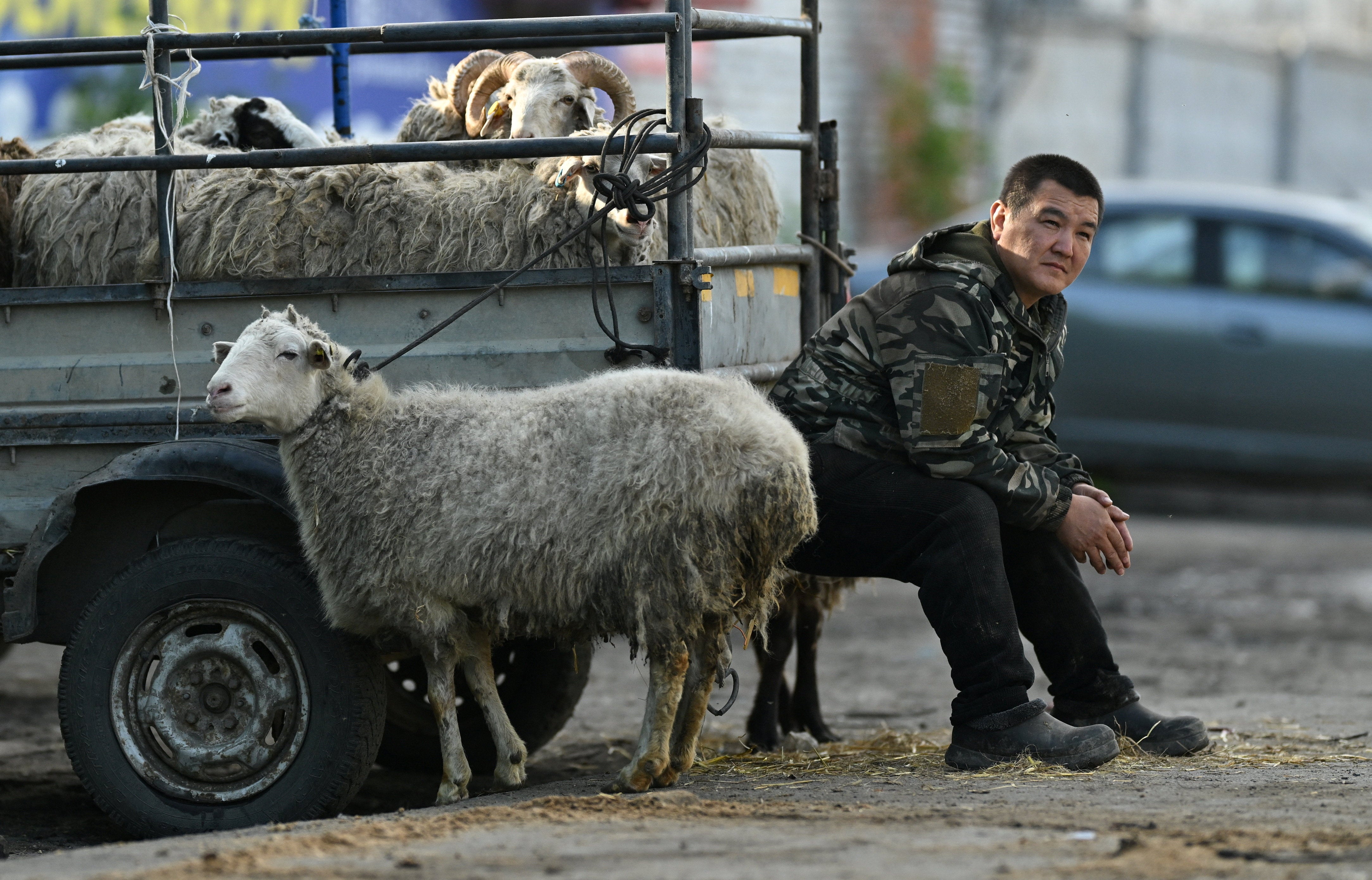 A vendor sits next to a trailer transporting sheep as Muslim worshippers visit a mobile cattle market ahead of the ritual sacrifice during Eid al-Adha celebrations in the Siberian city of Omsk, Russia, 27 May 2026