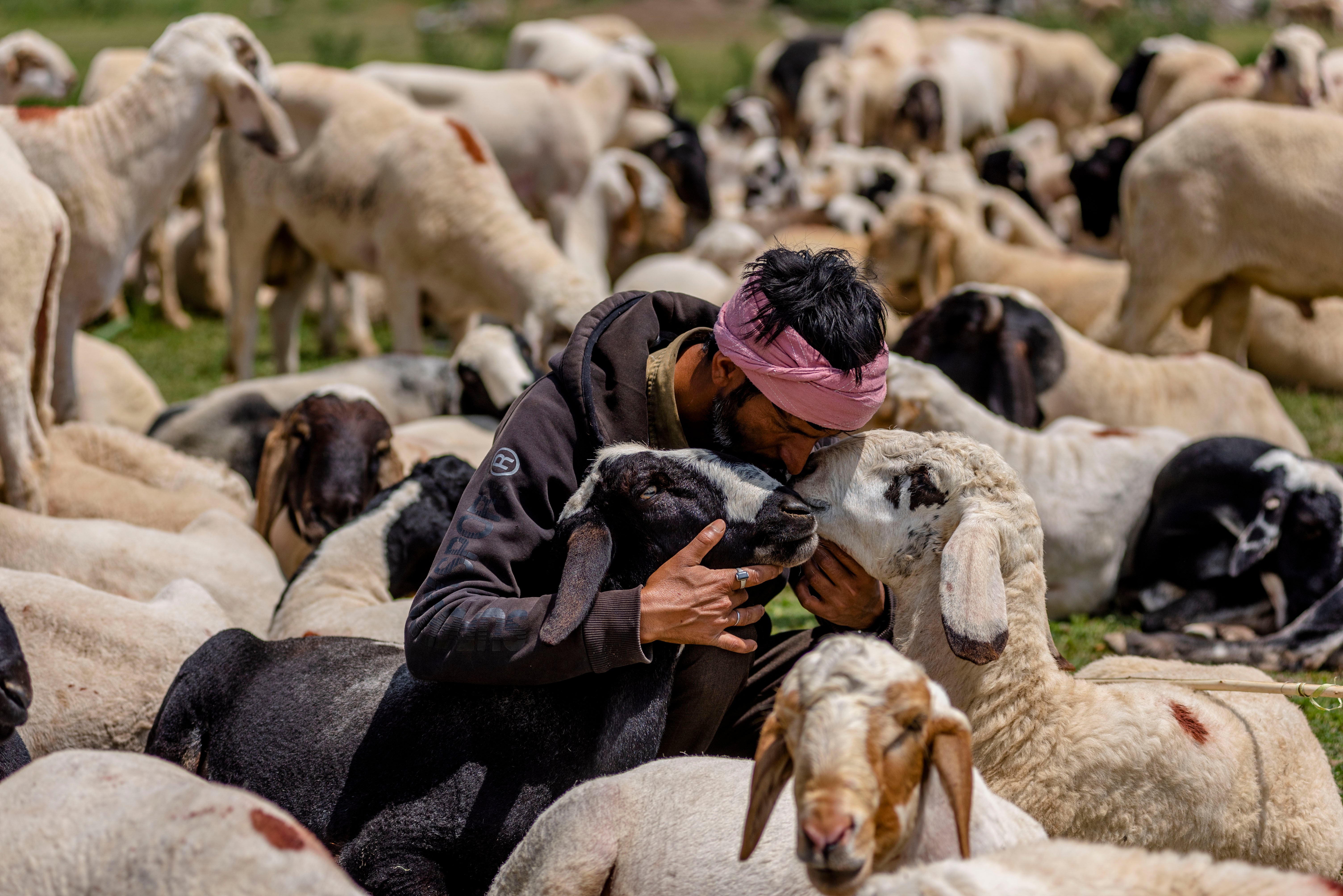 A Kashmiri Muslim shepherd kisses sheep before selling them to Muslim customers at a market, ahead of Eid al-Adha, one of the most important festivals in Islam, on 25 May 2026 in Srinagar, India