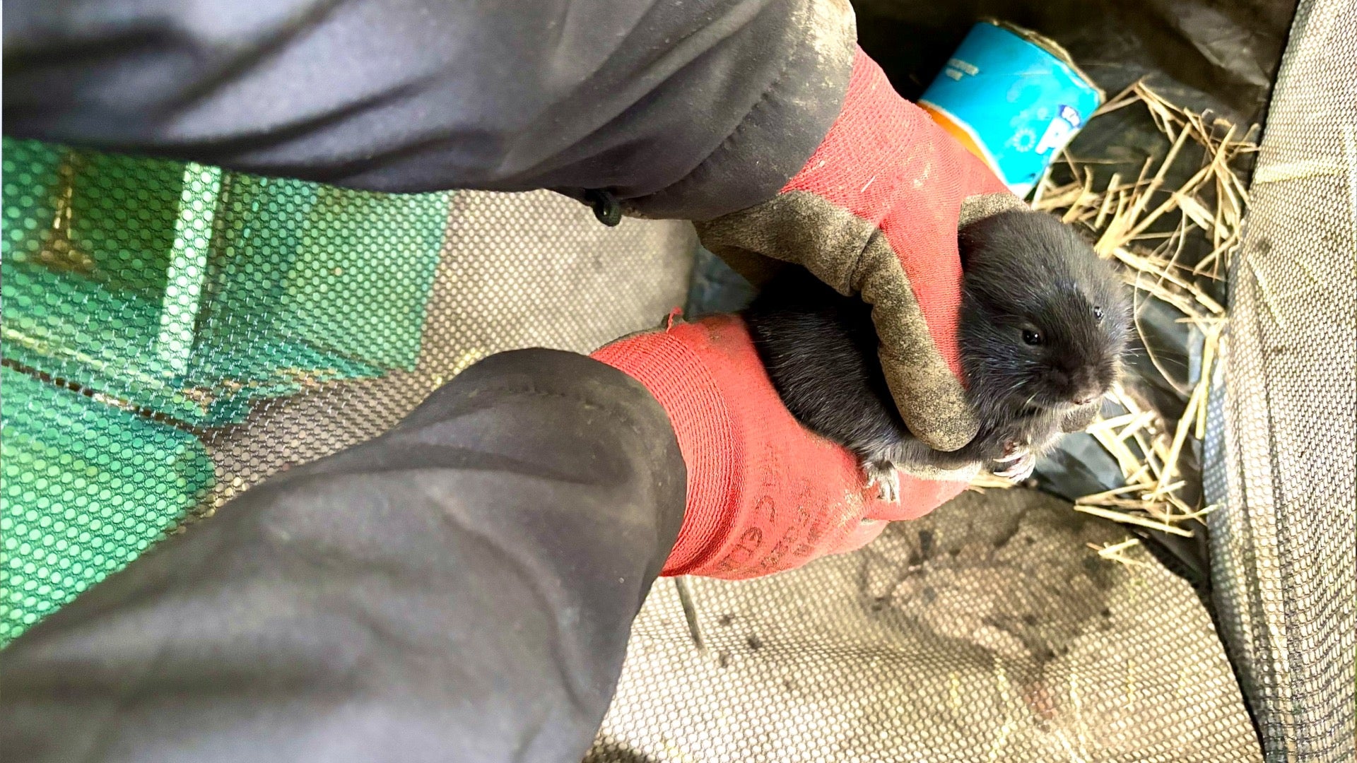 The team named one vole Paprika after being caught with the help of a Pringles tube (Scottish Water/PA)