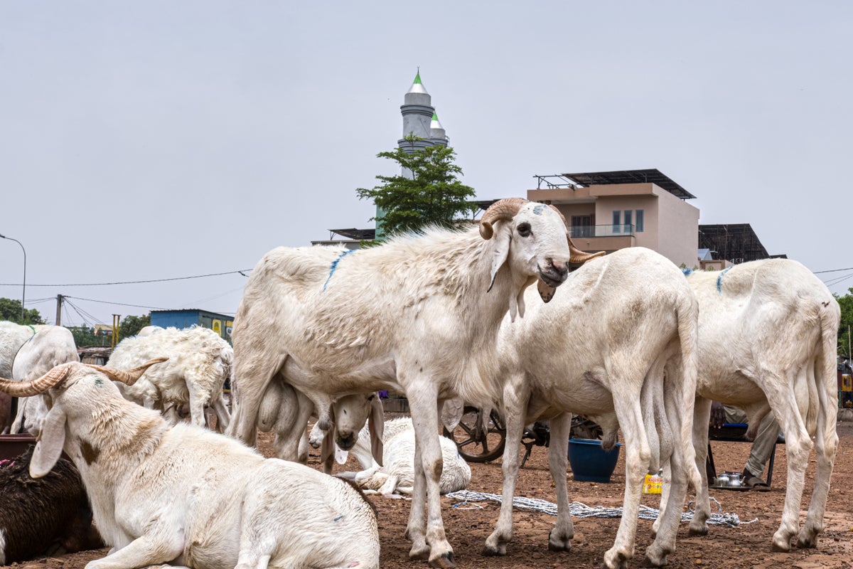 Mali&rsquo;s Eid celebrations in crisis as Al-Qaida-linked blockade fuels sheep shortage 