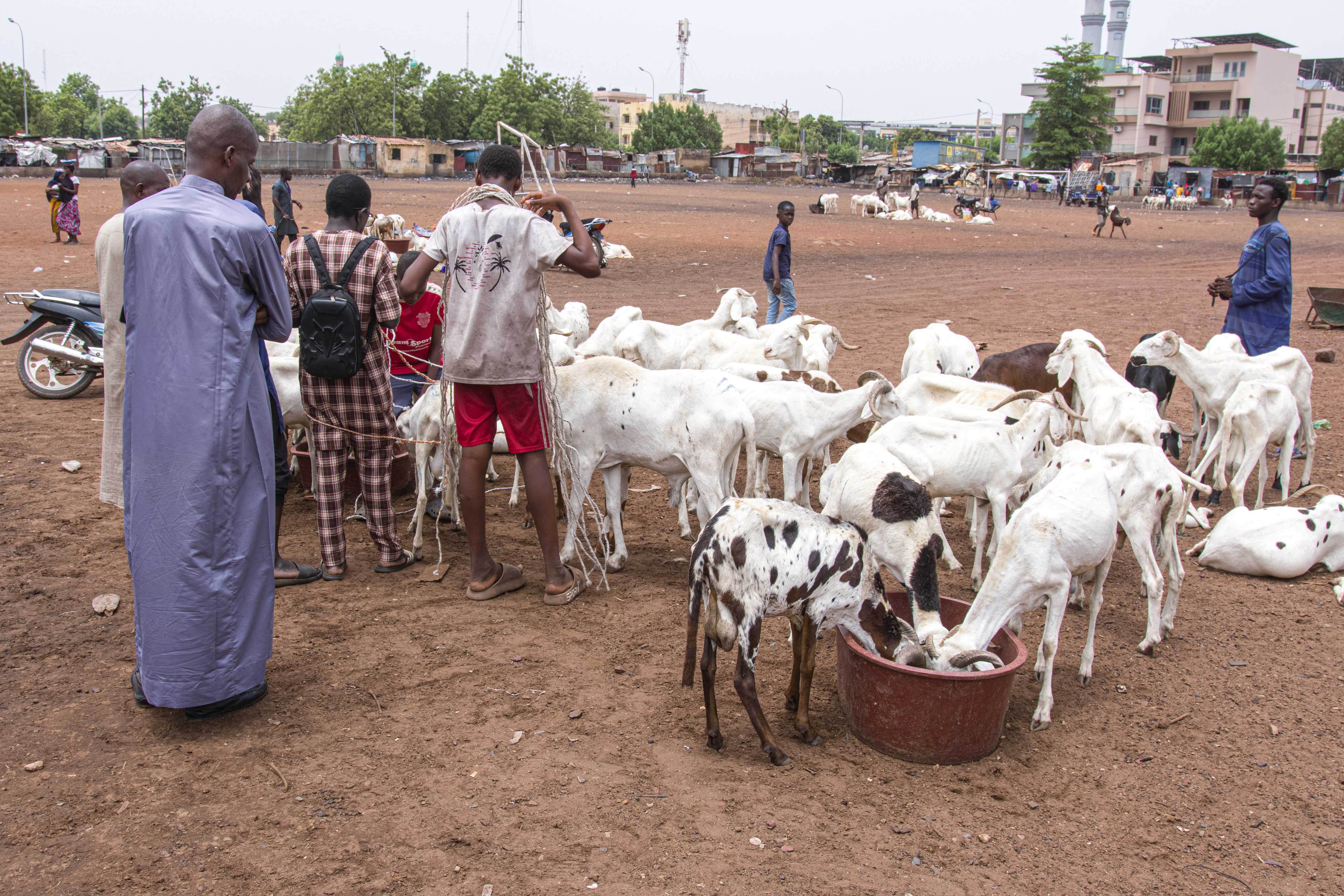Herders and buyers stand beside sheep for sale ahead of the Muslim feast of Eid al-Adha in Bamako, Mali (Copyright 2026 The Associated Press. All rights reserved)