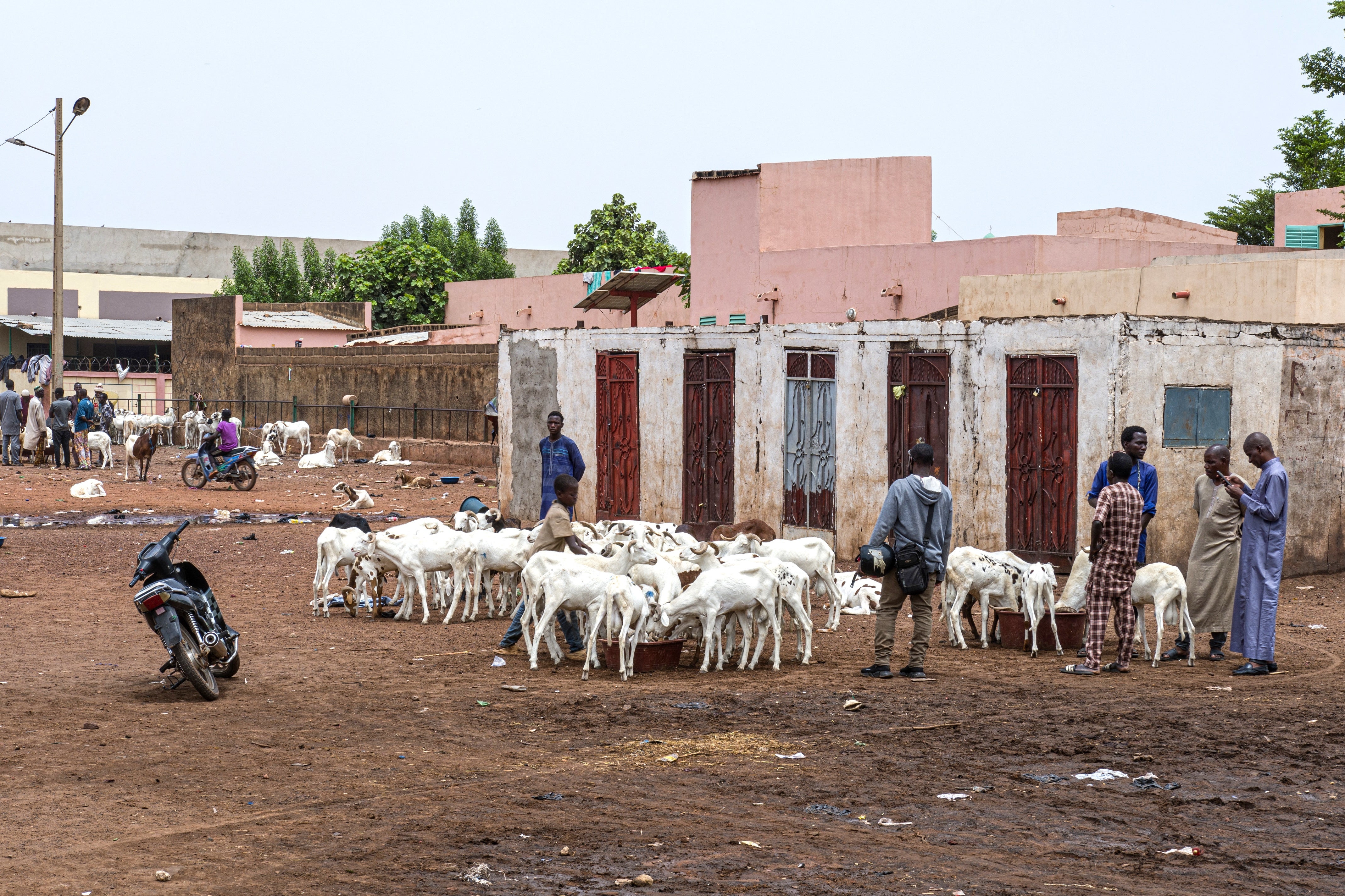 The price of sheep has almost doubled since the blockade was announced. (Copyright 2026 The Associated Press. All rights reserved)