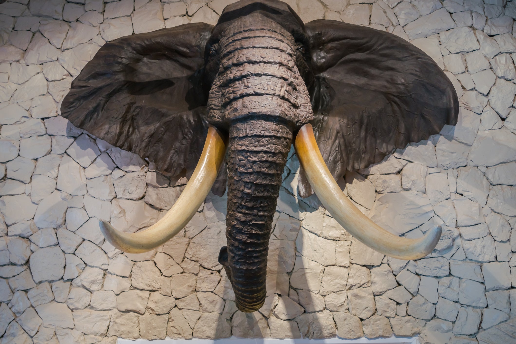Elephant tusks, ears, tails and feet were imported with permits