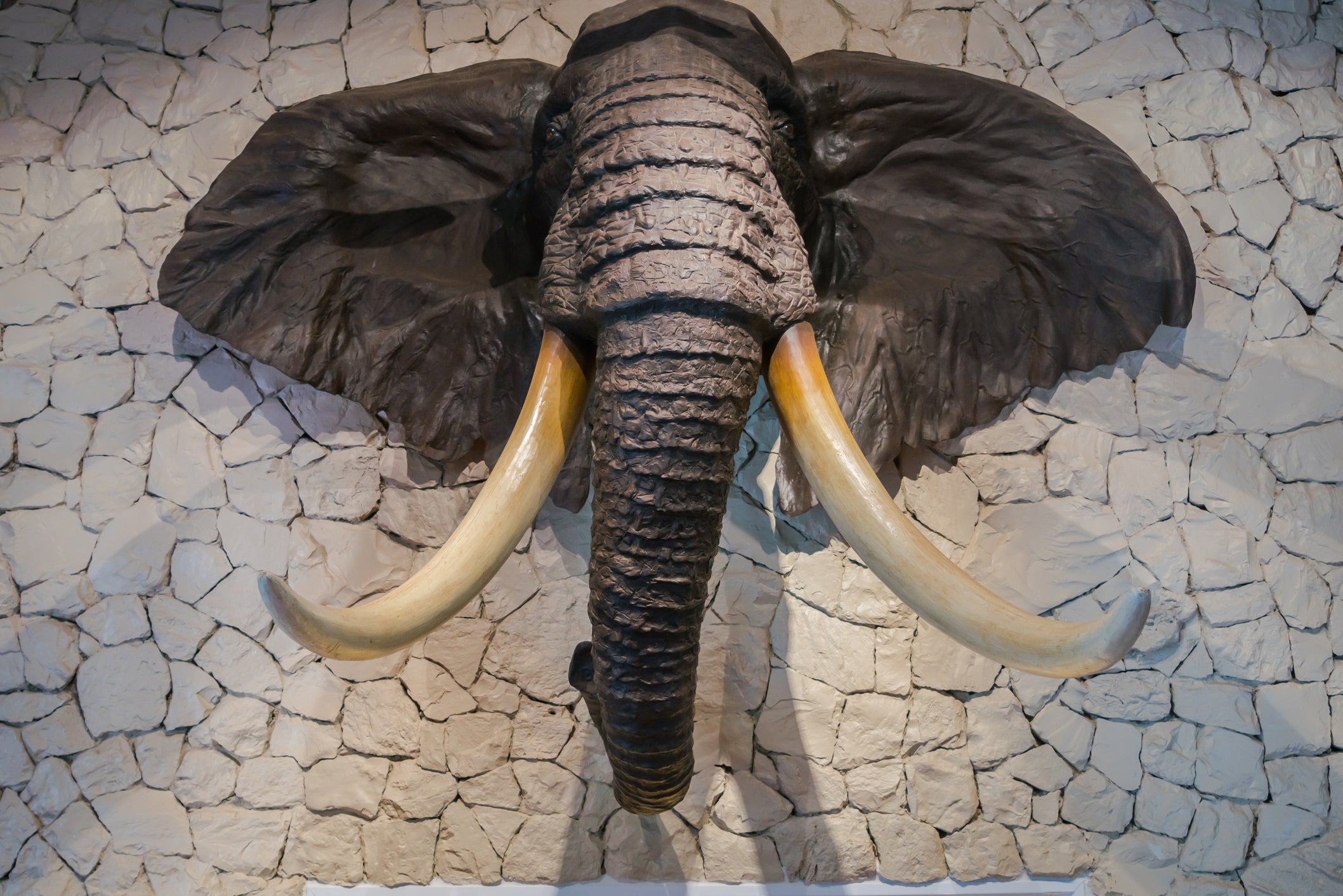 Elephant tusks, ears, tails and feet were imported with permits (Getty/iStock)