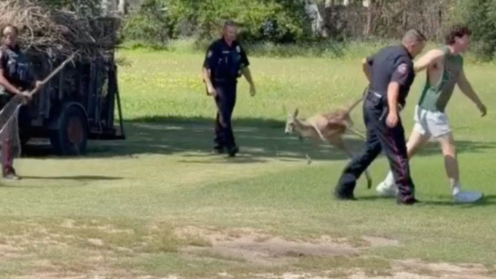 https://static.independent.co.uk/2026/05/27/14/27/Escaped-kangaroo-dragged-by-its-tail-after-being-wrangled-by-police-in-Texas.jpeg?trim=0,56,0,55&width=1200&height=800&crop=1200:800