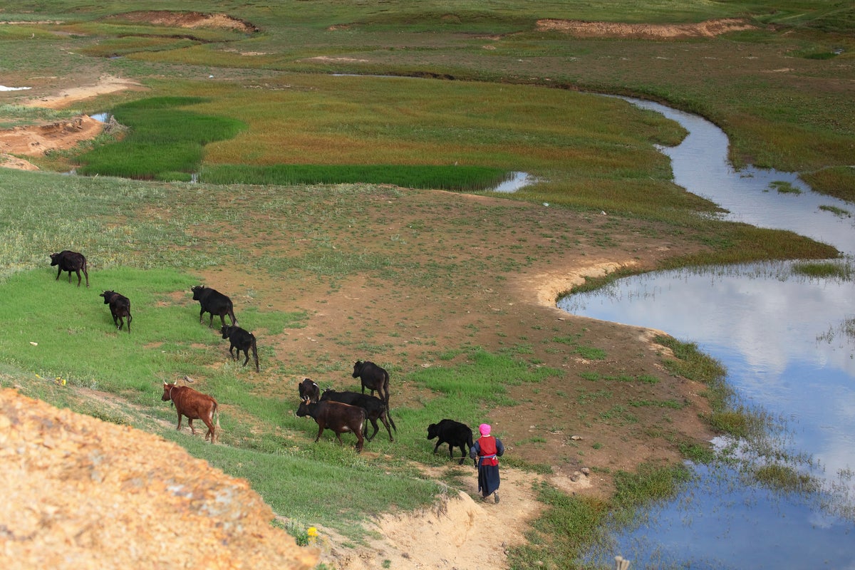 Why a shepherd job advert in remote China was viewed 59 million times