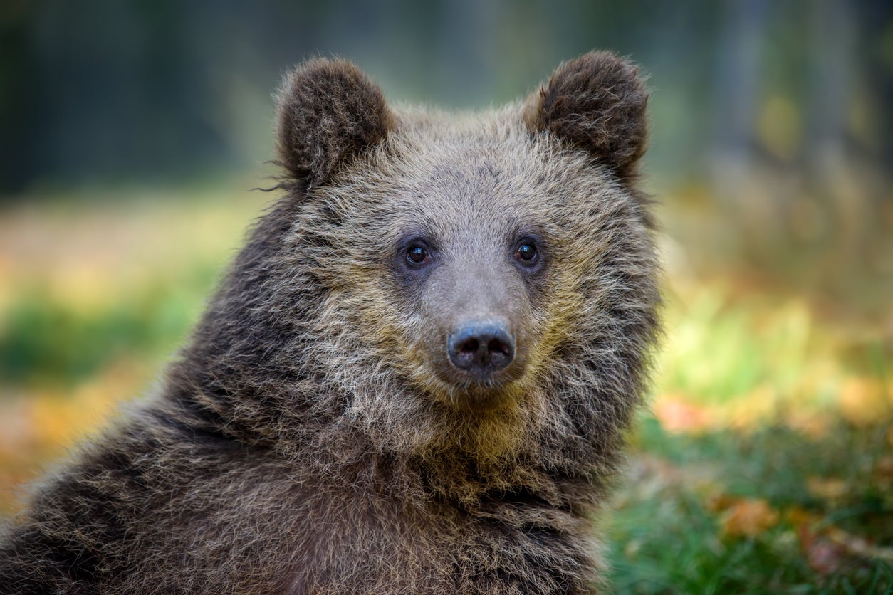 Bears were the second-most popular species killed by British hunters