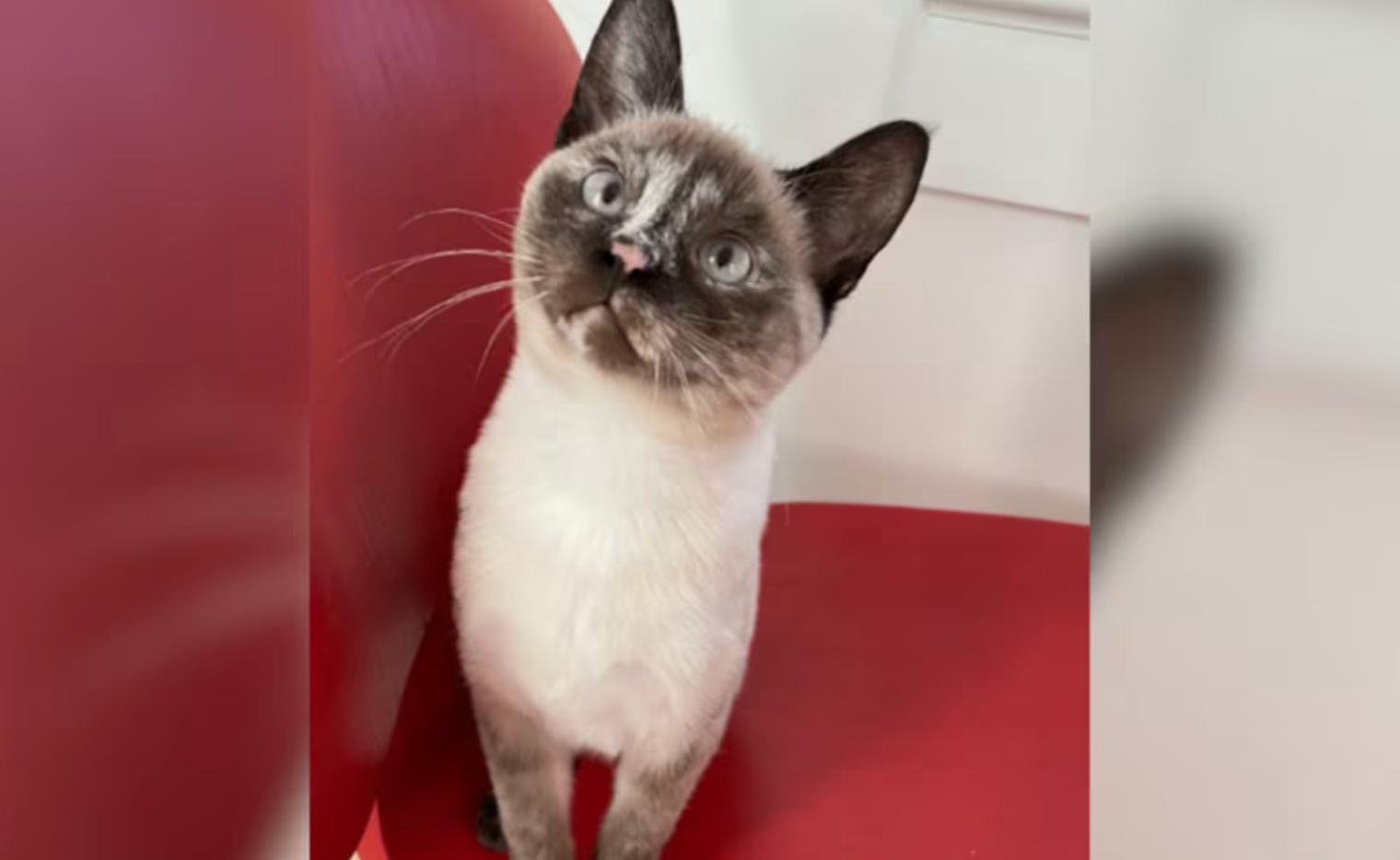https://static.independent.co.uk/2026/05/27/16/09/Oregon-cat-edited.png?trim=0,61,0,58&width=1200&height=800&crop=1200:800