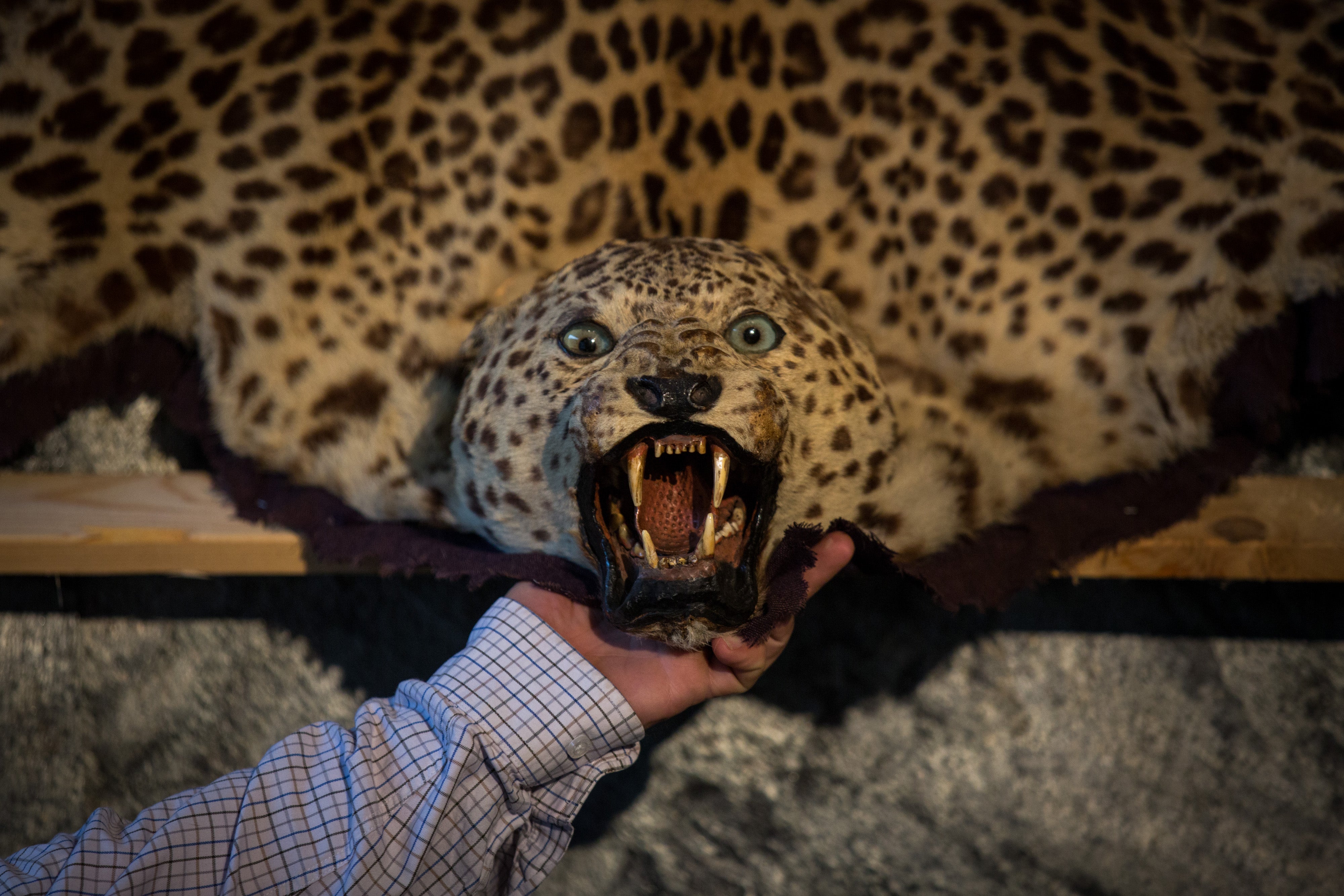 Hunters shoot leopards for their skins and bones