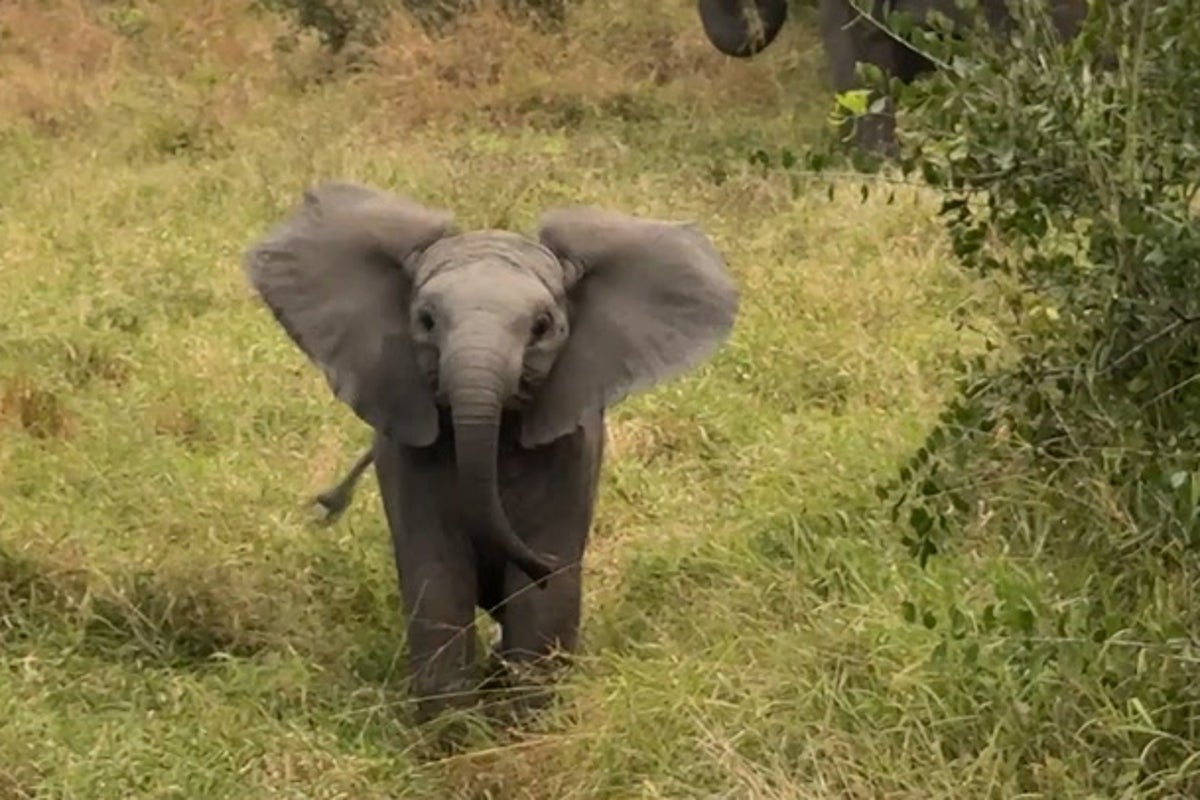 Baby elephant charges at safari tourists before being startled by car noise