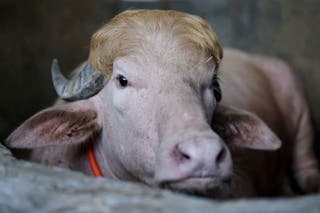Rare albino buffalo nicknamed ‘Donald Trump’ ​spared Eid sacrifice in Bangladesh