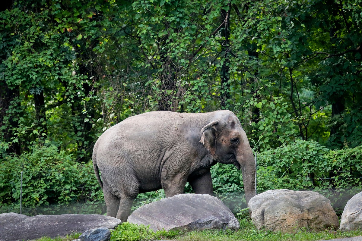 Happy, who taught researchers that elephants can recognize themselves, is euthanized at Bronx Zoo – UK Times Happy, who taught researchers that elephants can recognize themselves, is euthanized at Bronx Zoo – UK Times