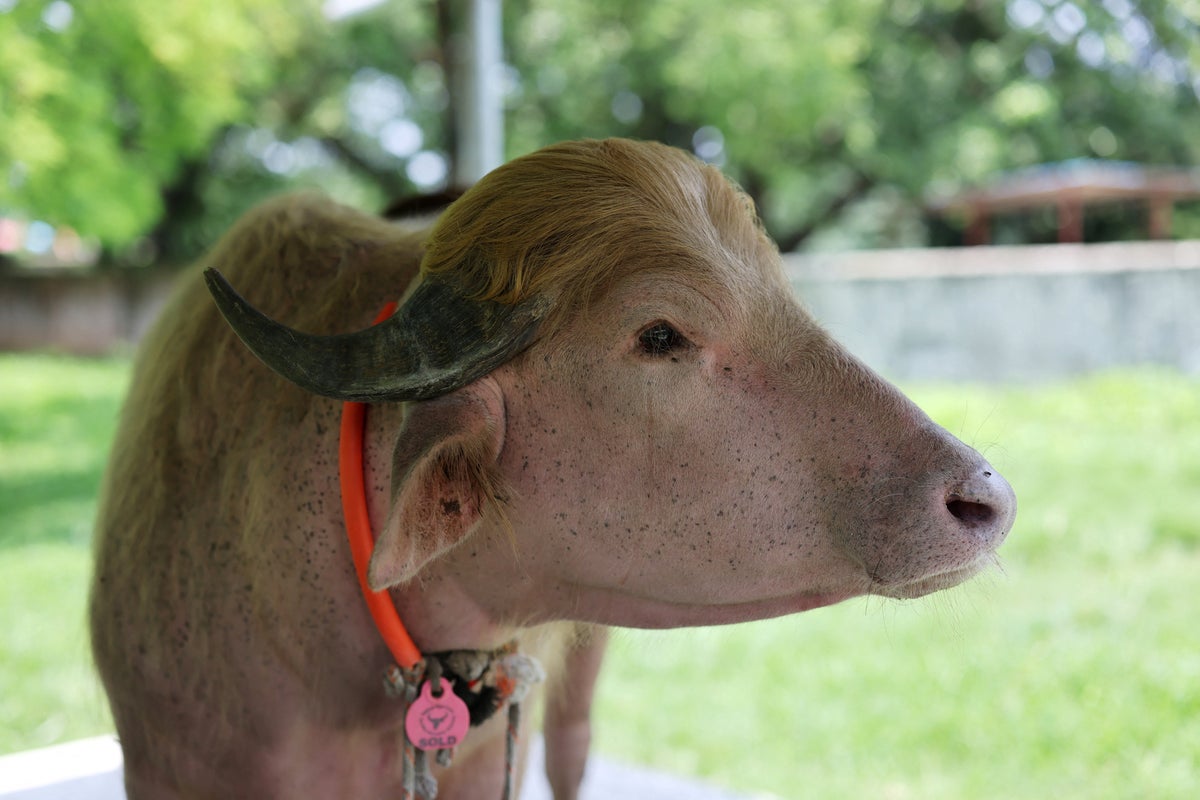 https://static.independent.co.uk/2026/05/28/09/2026-05-28T065224Z_861846367_RC26ILAVGWTL_RTRMADP_3_BANGLADESH-EID-BUFFALO.JPG?width=1200&height=800&crop=1200:800