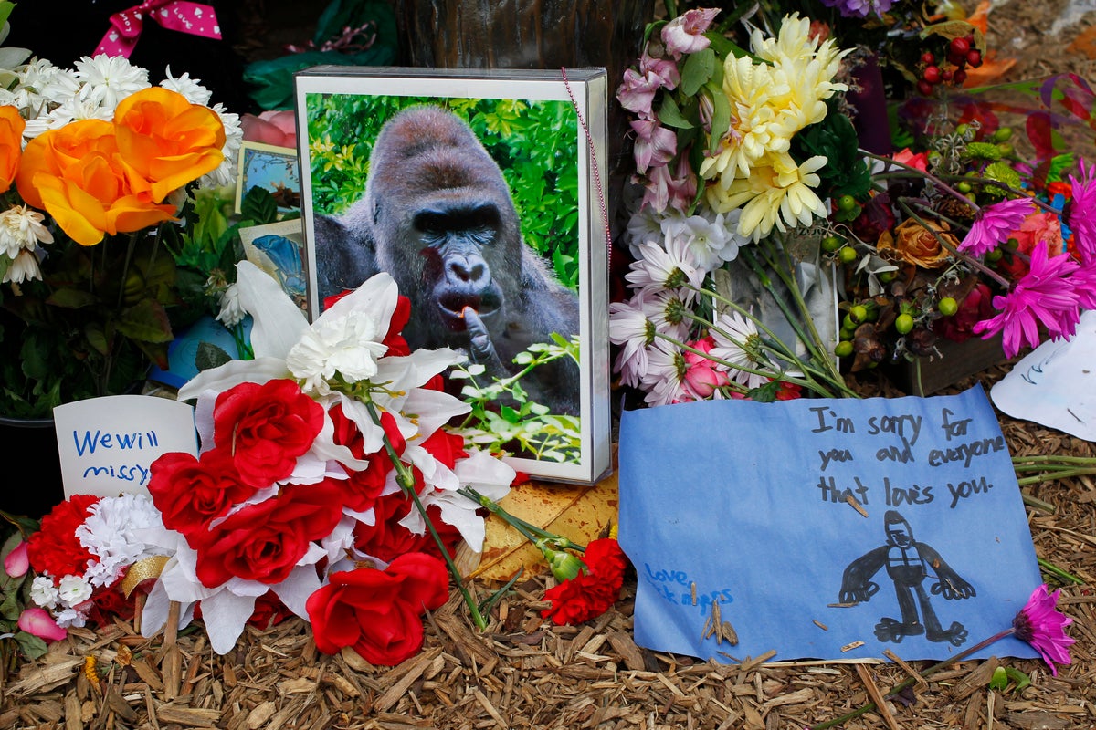 White House calls Harambe the gorilla ‘a true patriot’ in tribute post