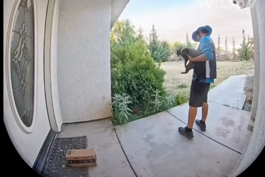 The driver has not been arrested or charged in this incident, while the Kern County Sheriff’s Office confirmed it is investigating the 'theft of a cat' case