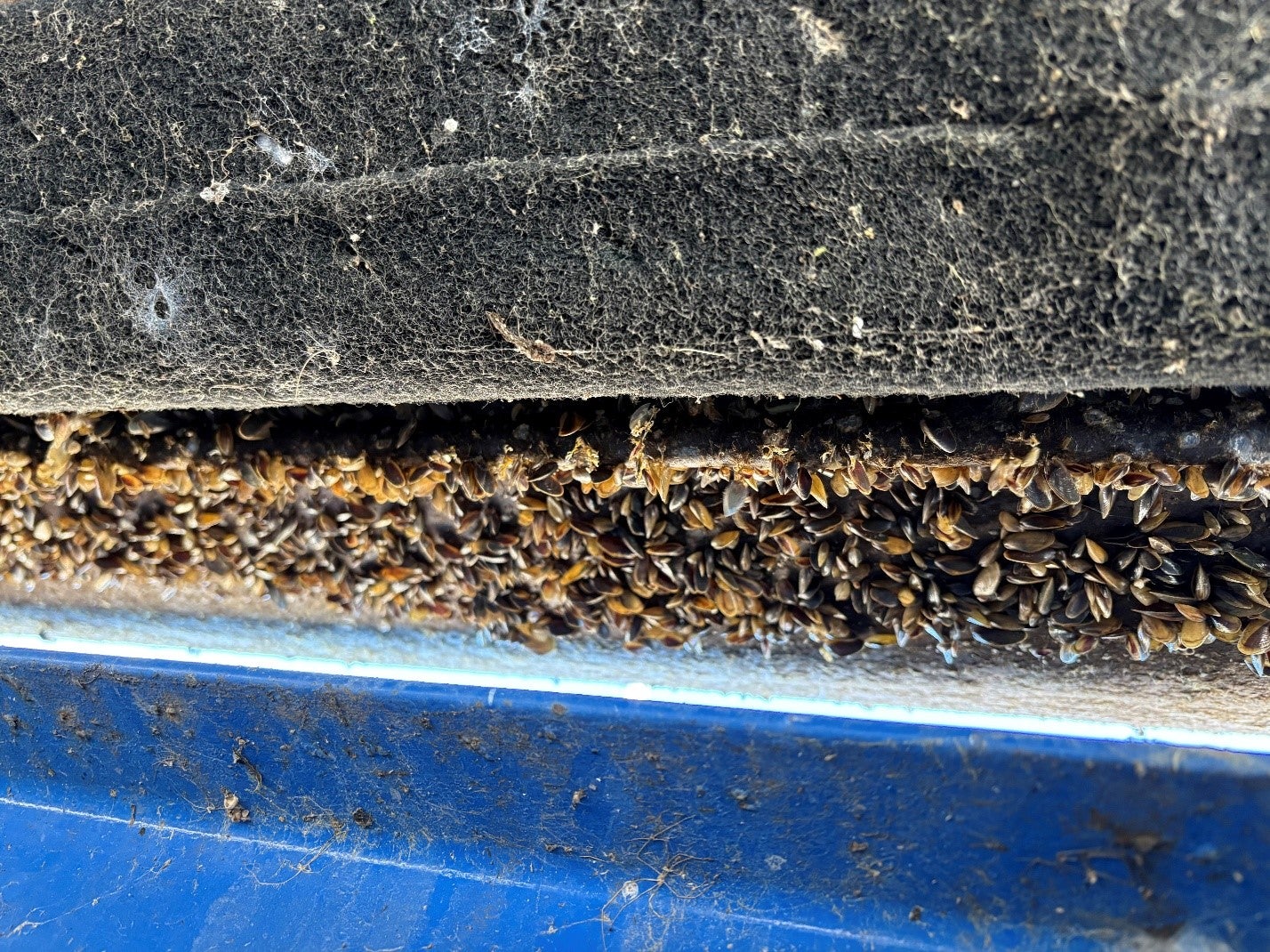 Golden mussels line the bottom of a boat in this May image from the Oregon Department of Fish and Wildlife
