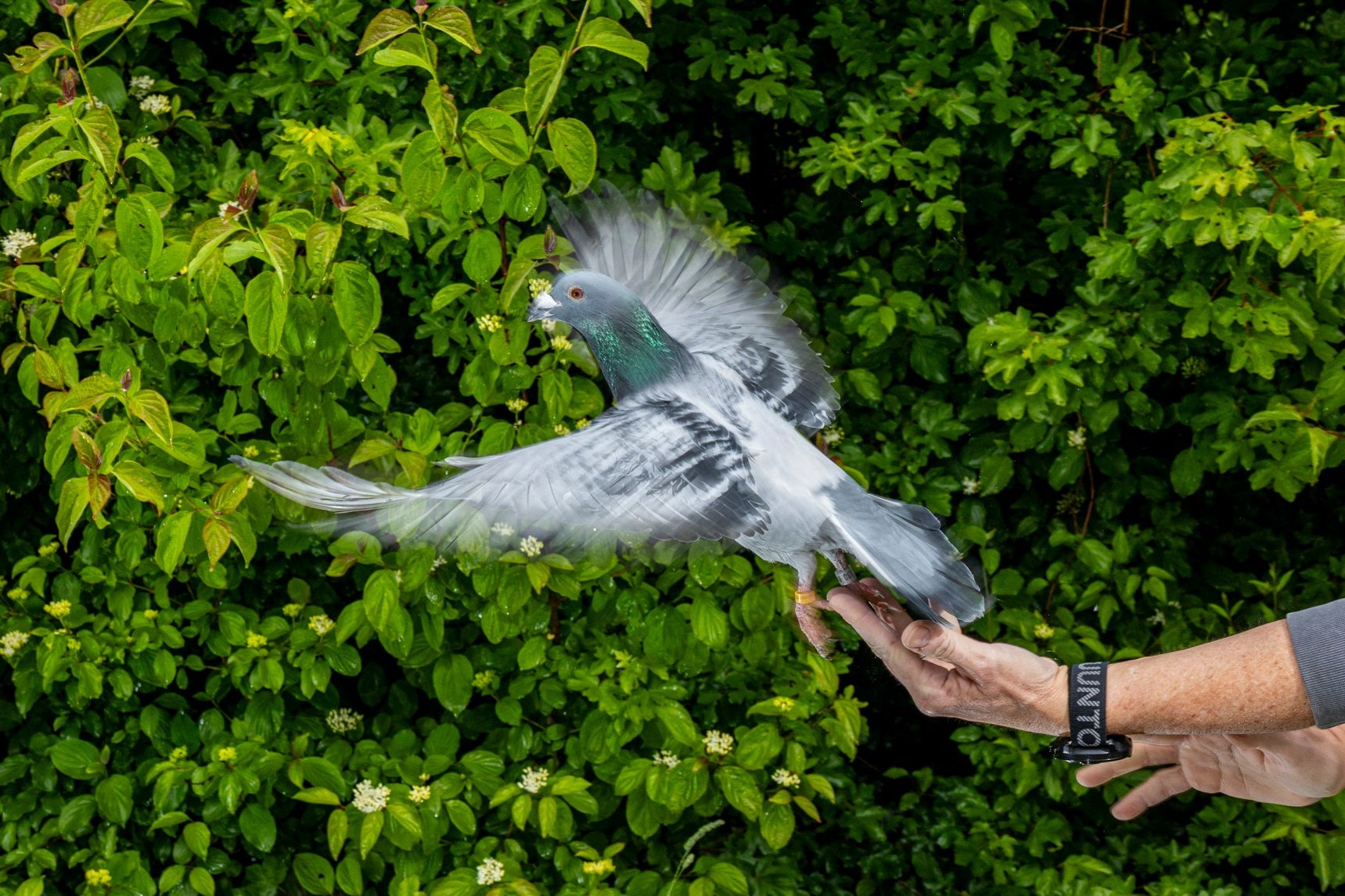PALOMAS-ORIENTACIÓN