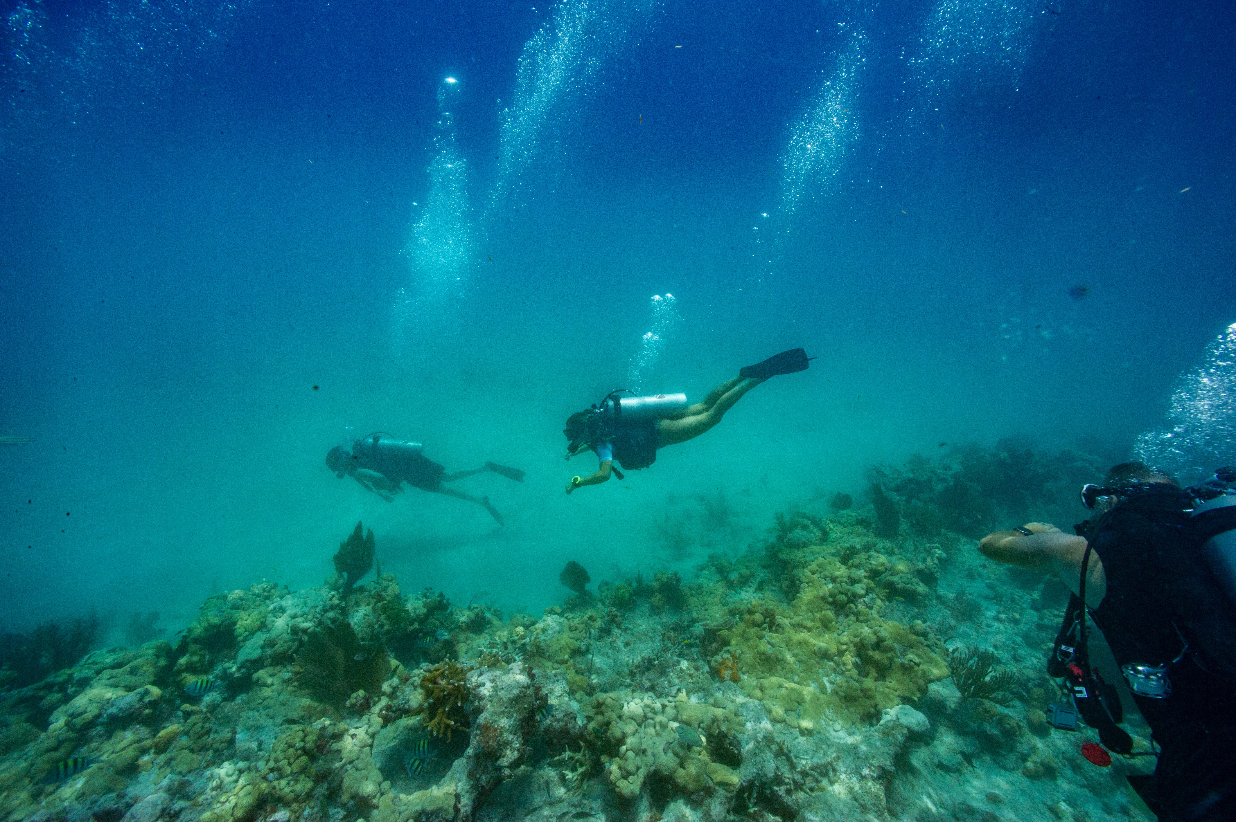 In a first-of-its-kind project, scientists have crossbred native Florida elkhorn coral with resilient strains from Honduras