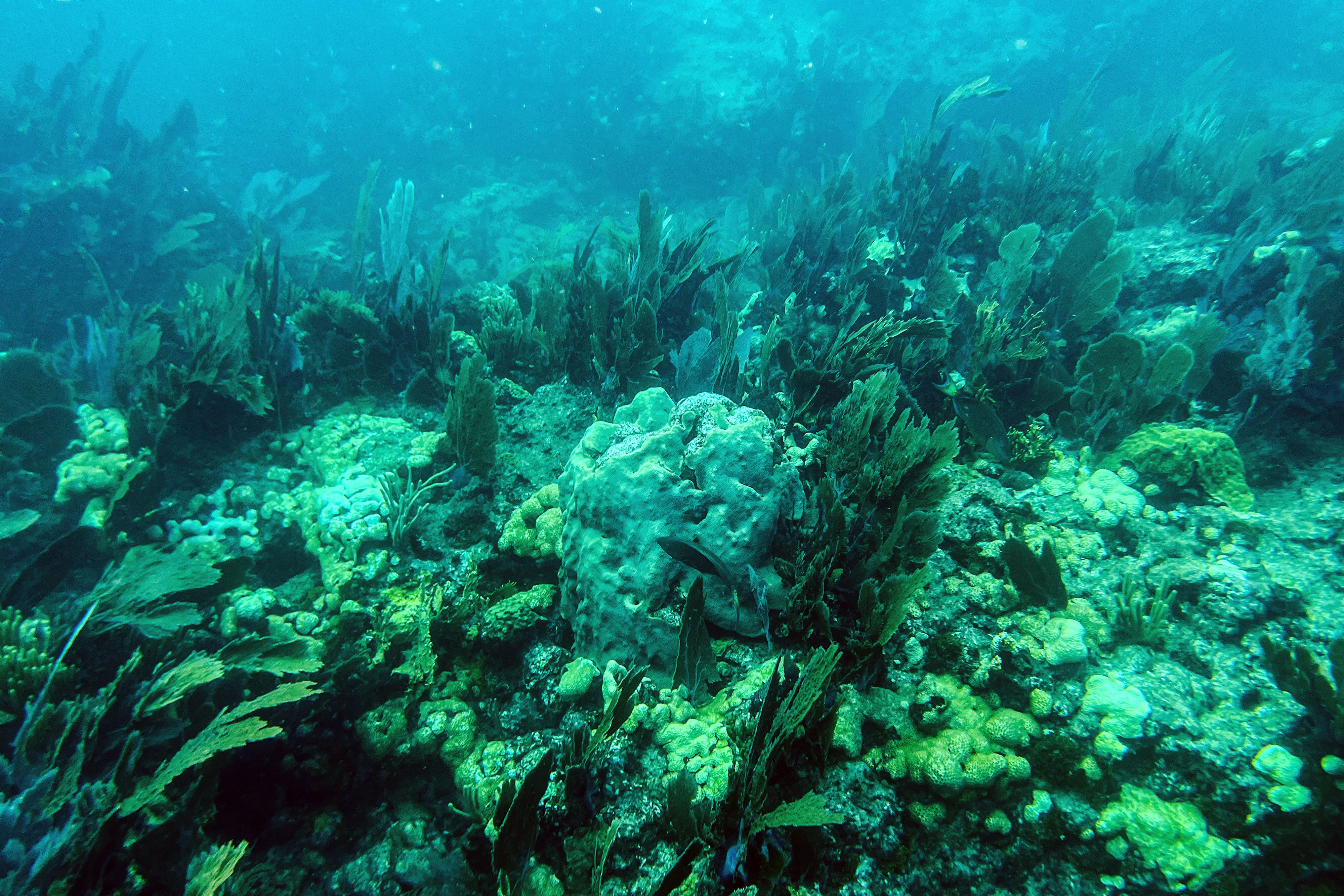 Researchers have found playing audio of healthy seascapes to dying corals can prolong their lives