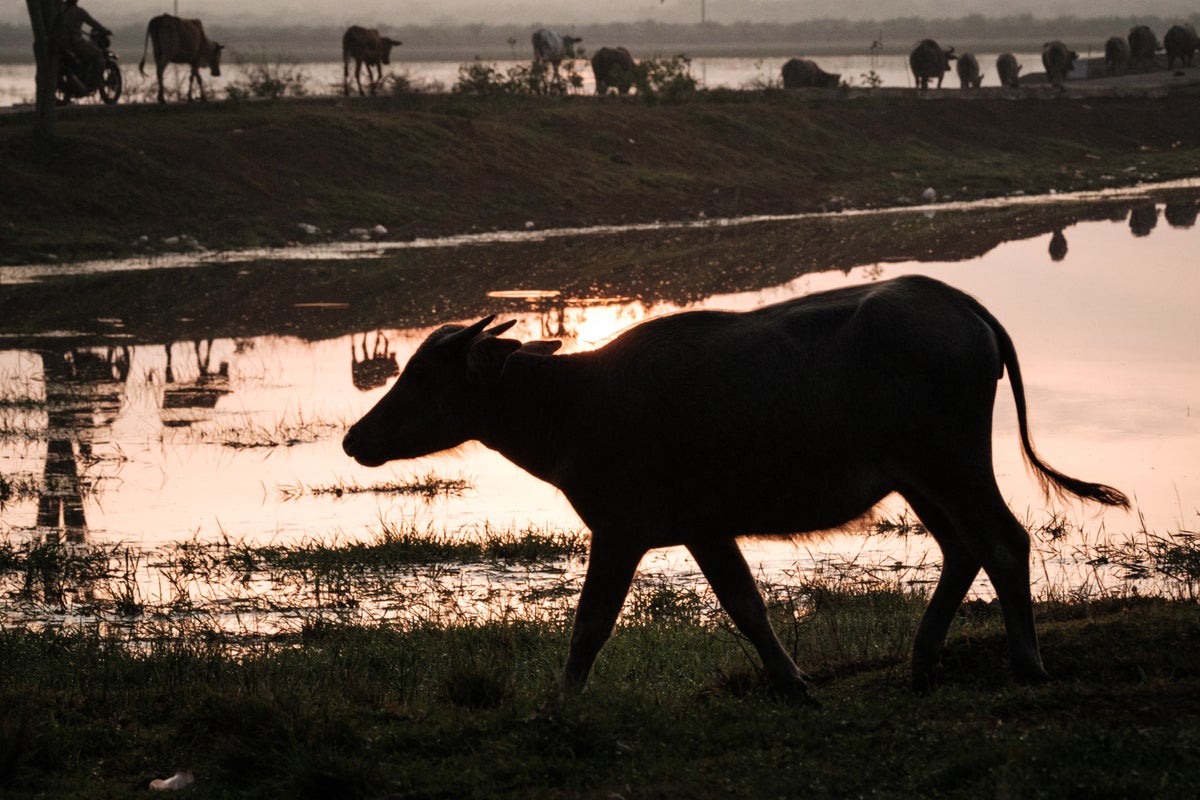 Man killed by buffalo during Eid al-Adha sacrificial ritual in Malaysia – UK Times