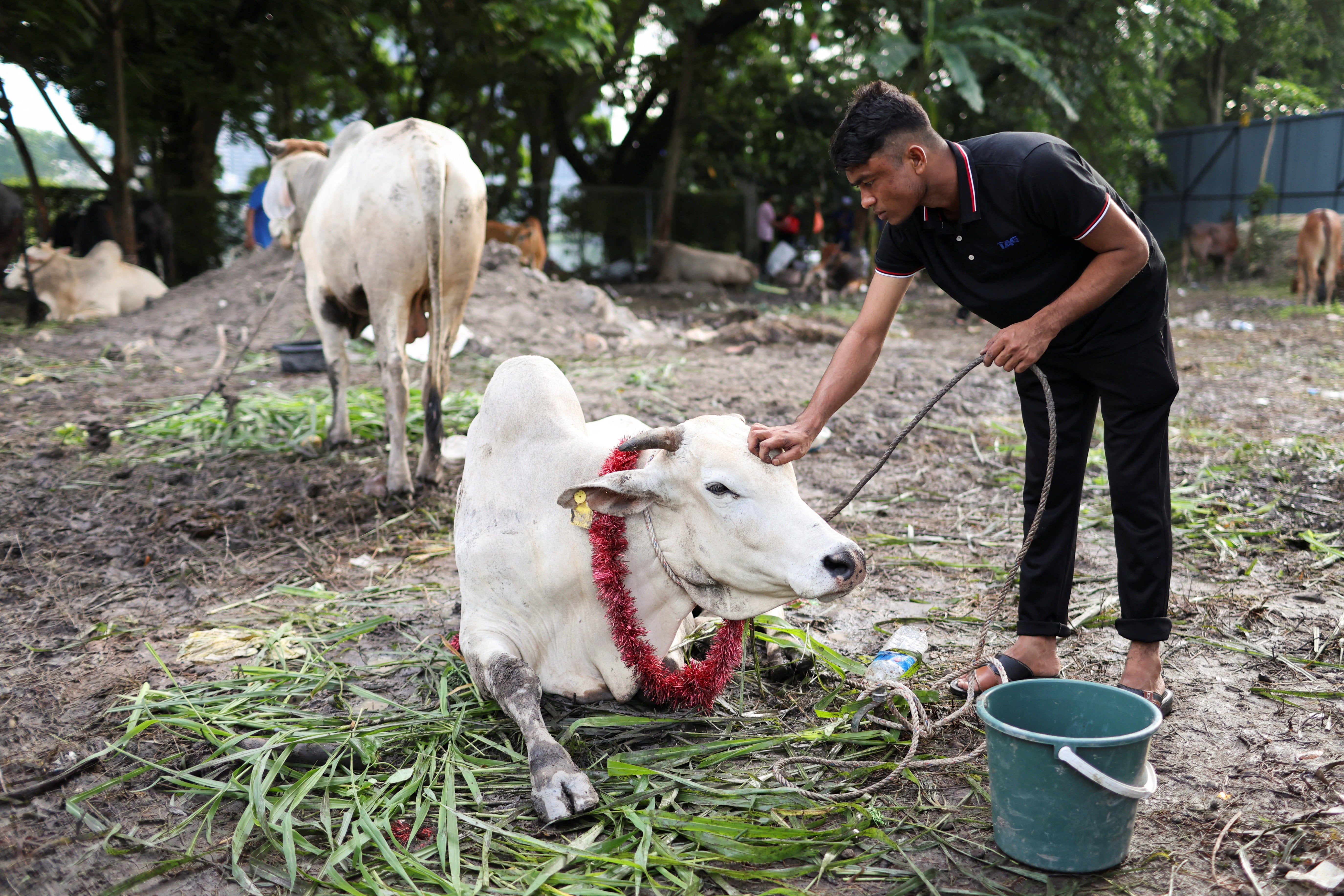 A Muslim man pats a sacrificial animal before it is slaughtered, during a ritual of Eid al-Adha celebrations, in Ampang, Malaysia (Reuters)