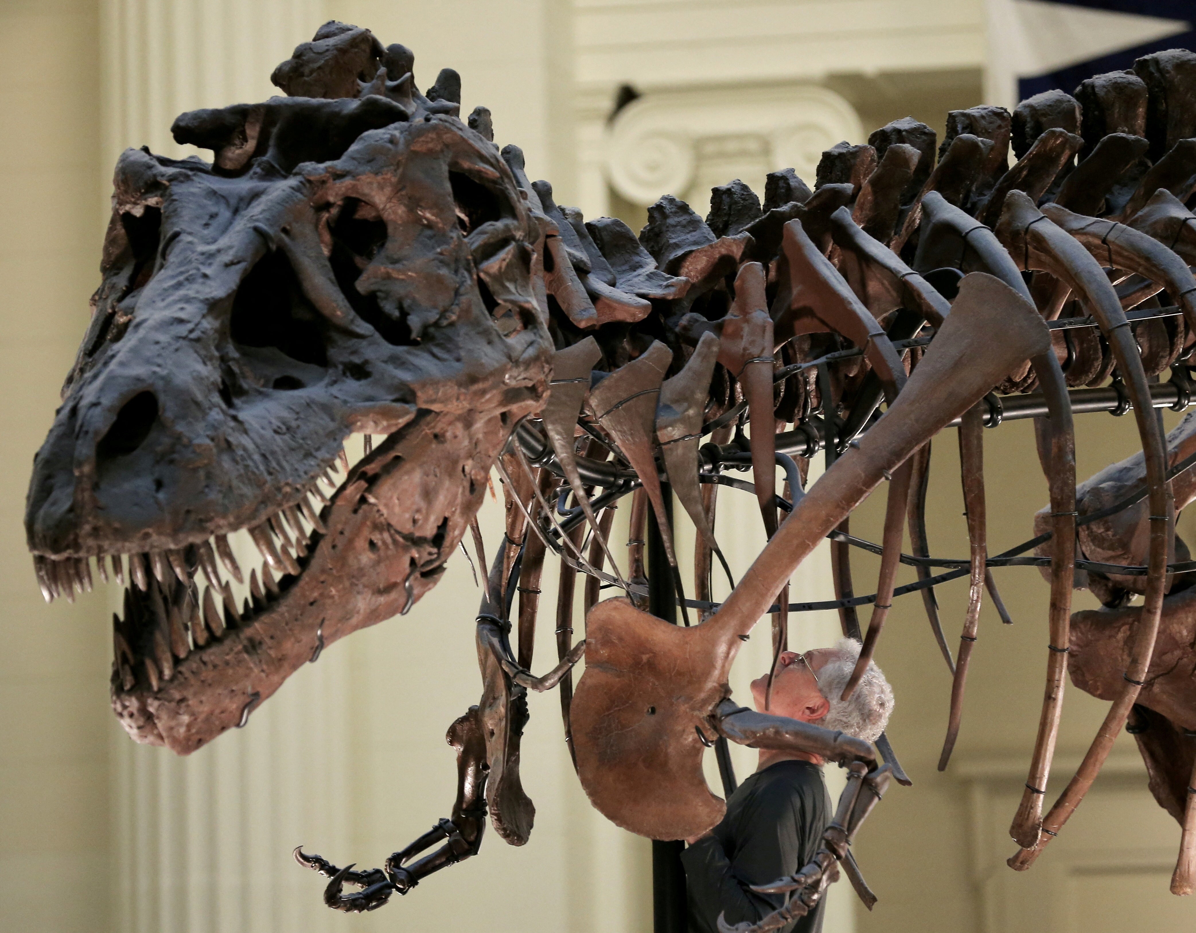 The tiny arms of T. rex have long been a source of fascination and even humor, inspiring online memes that mock the fearsome predator's inability to perform simple actions like clapping or scratching its nose