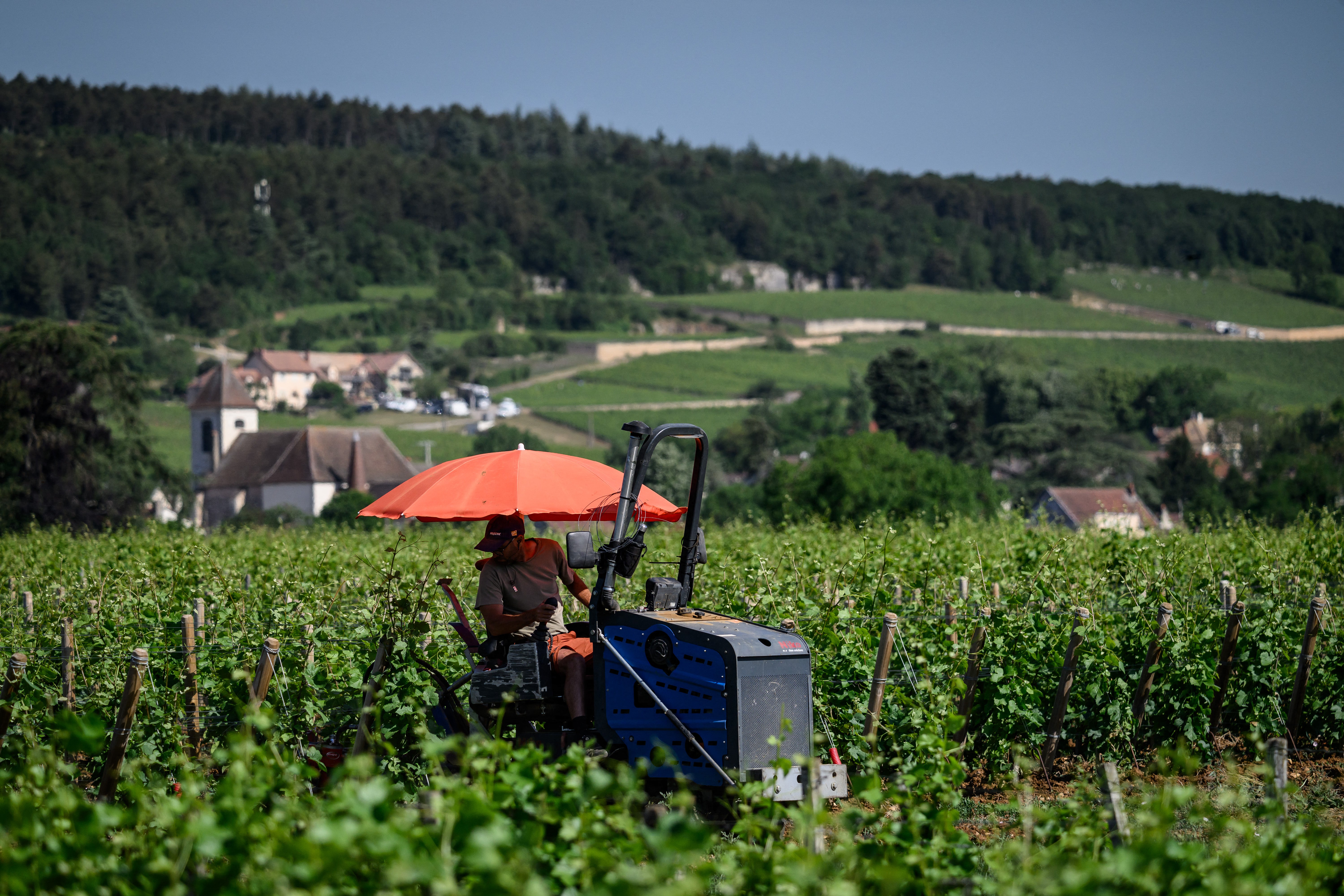 A winegrower protects himself from the sun under an umbrella as he works in Burgundy vineyards in Gevrey-Chambertin, central-eastern France, on May 28