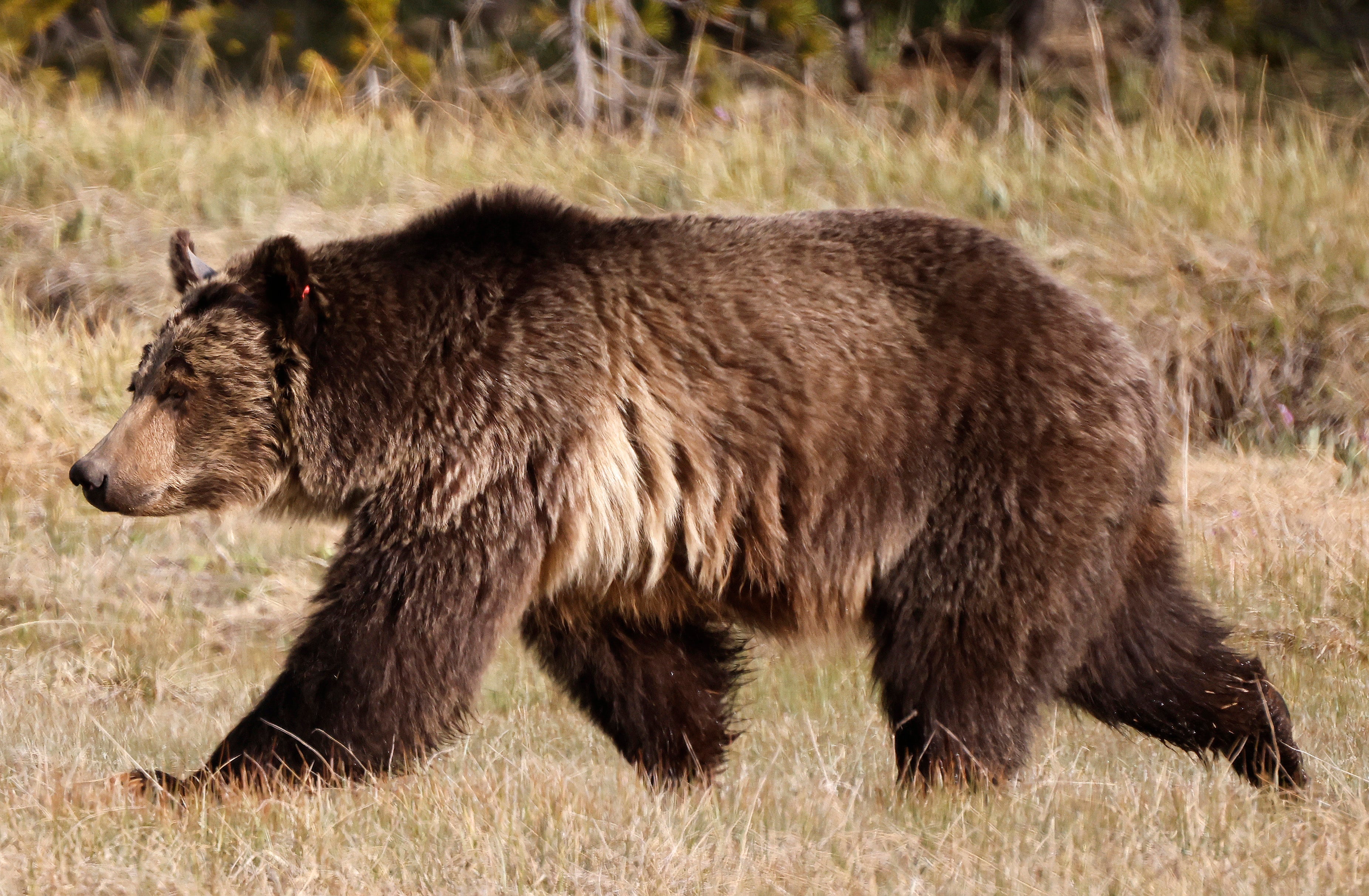 Two hikers uploaded a video of their encounter with a pair of grizzly bears on Monday (file) (Getty)