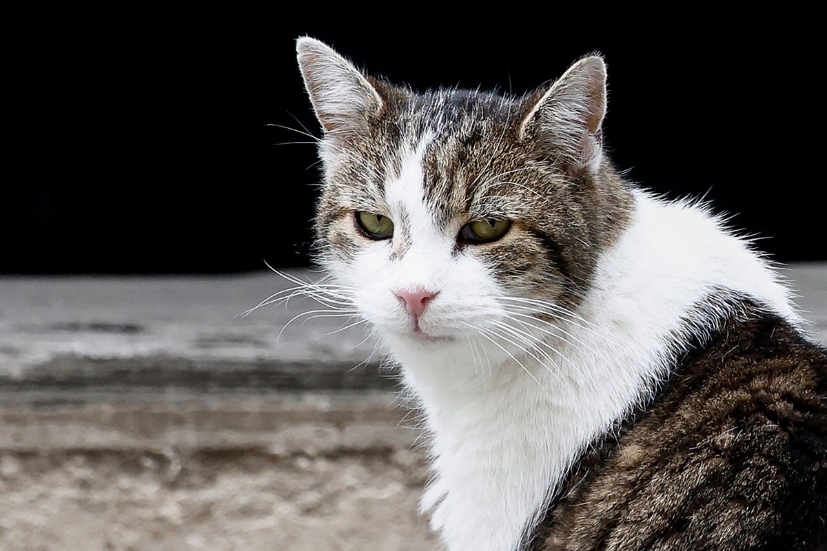 Researchers identify the simplest way to help your cat live longer